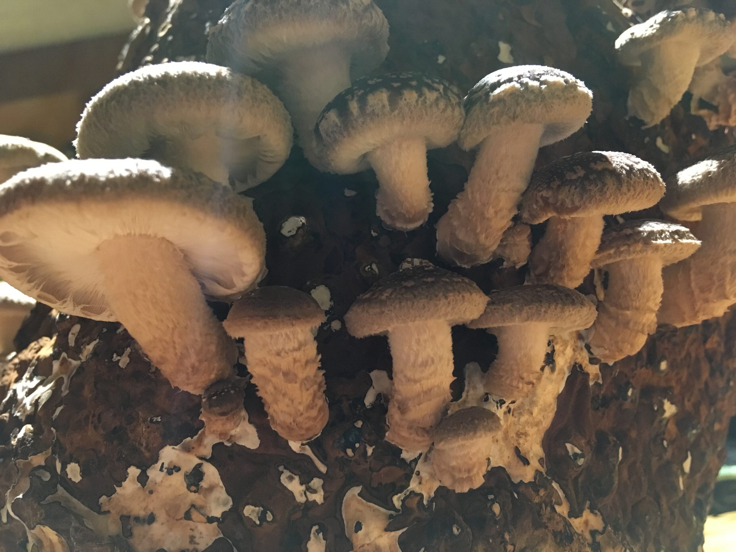 20180129-180625-Saint-Ambroise-De-Kildare-2018