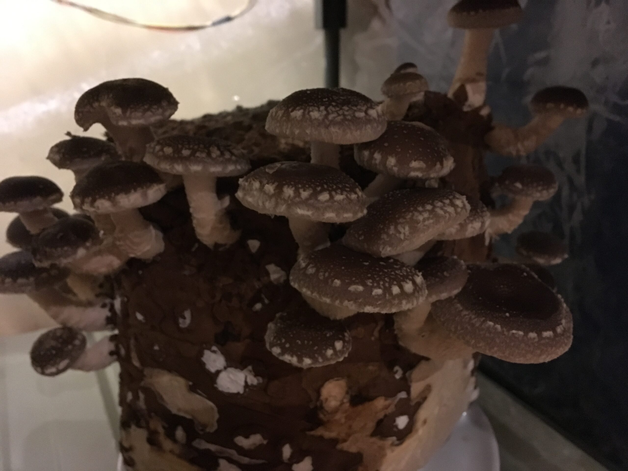 20180130-205620-Saint-Ambroise-De-Kildare-2018