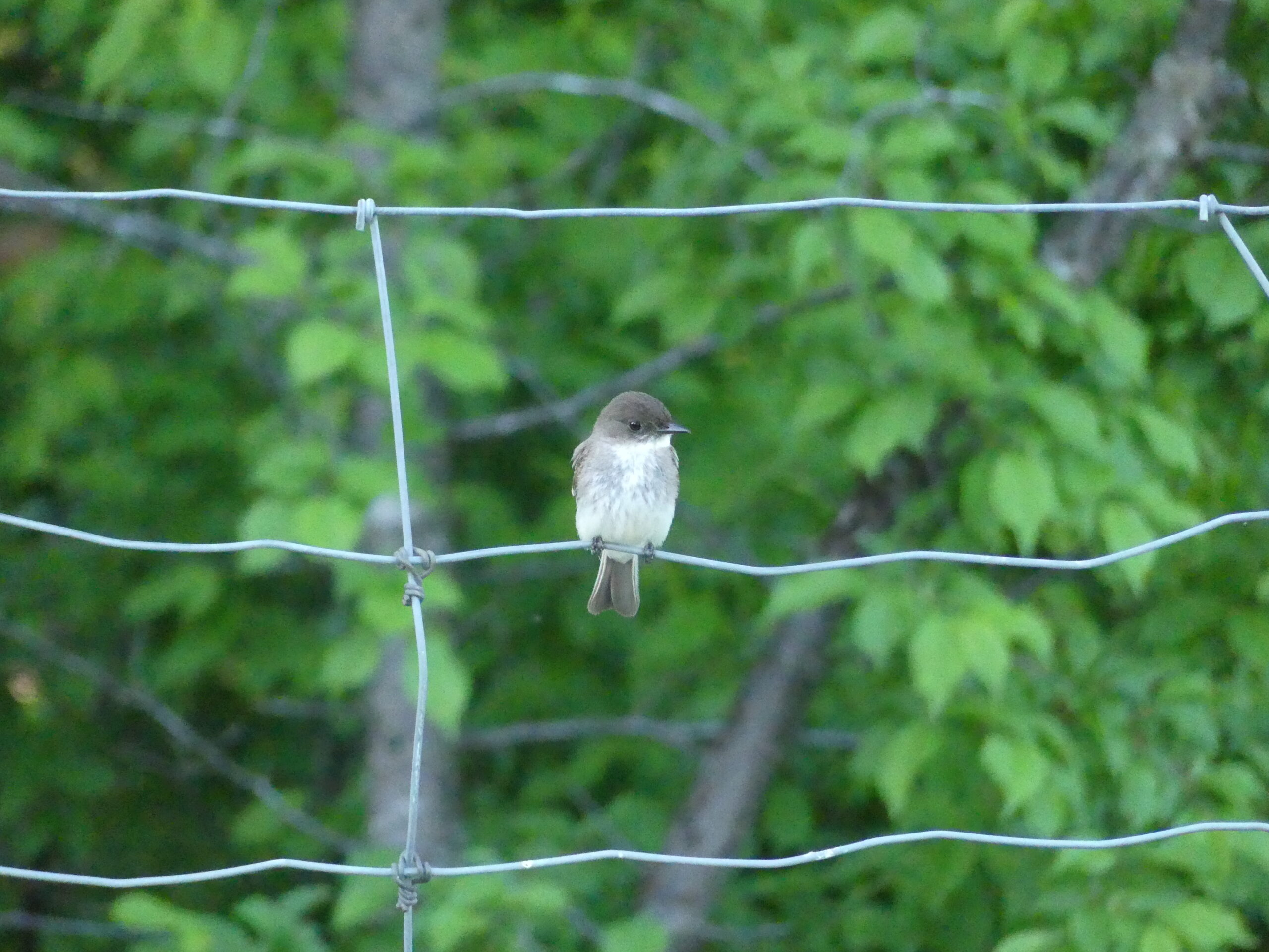 20190607-194717-Saint-Ambroise-De-Kildare-2019