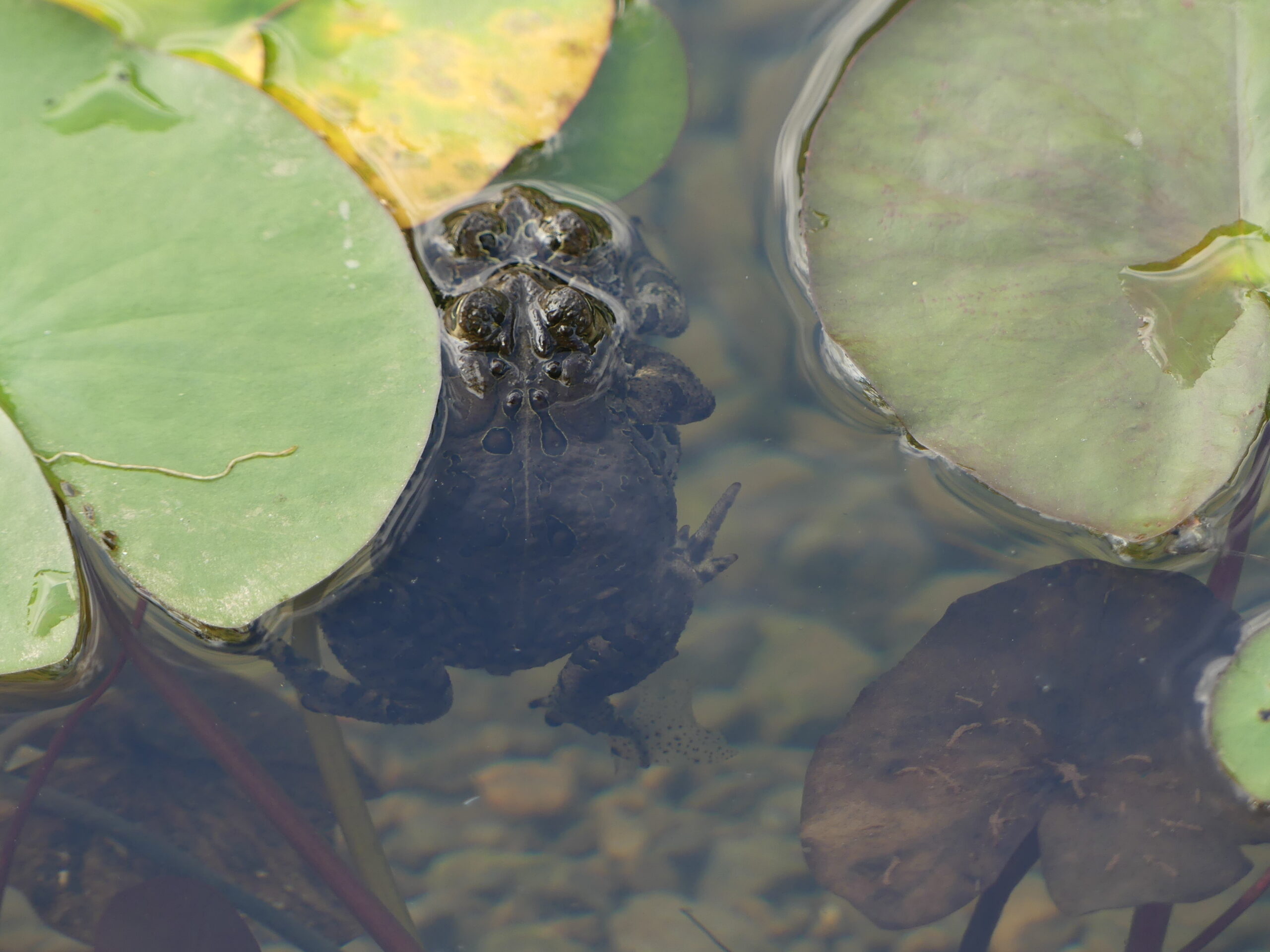 20190712-162308-Nature-Rawdon-2019