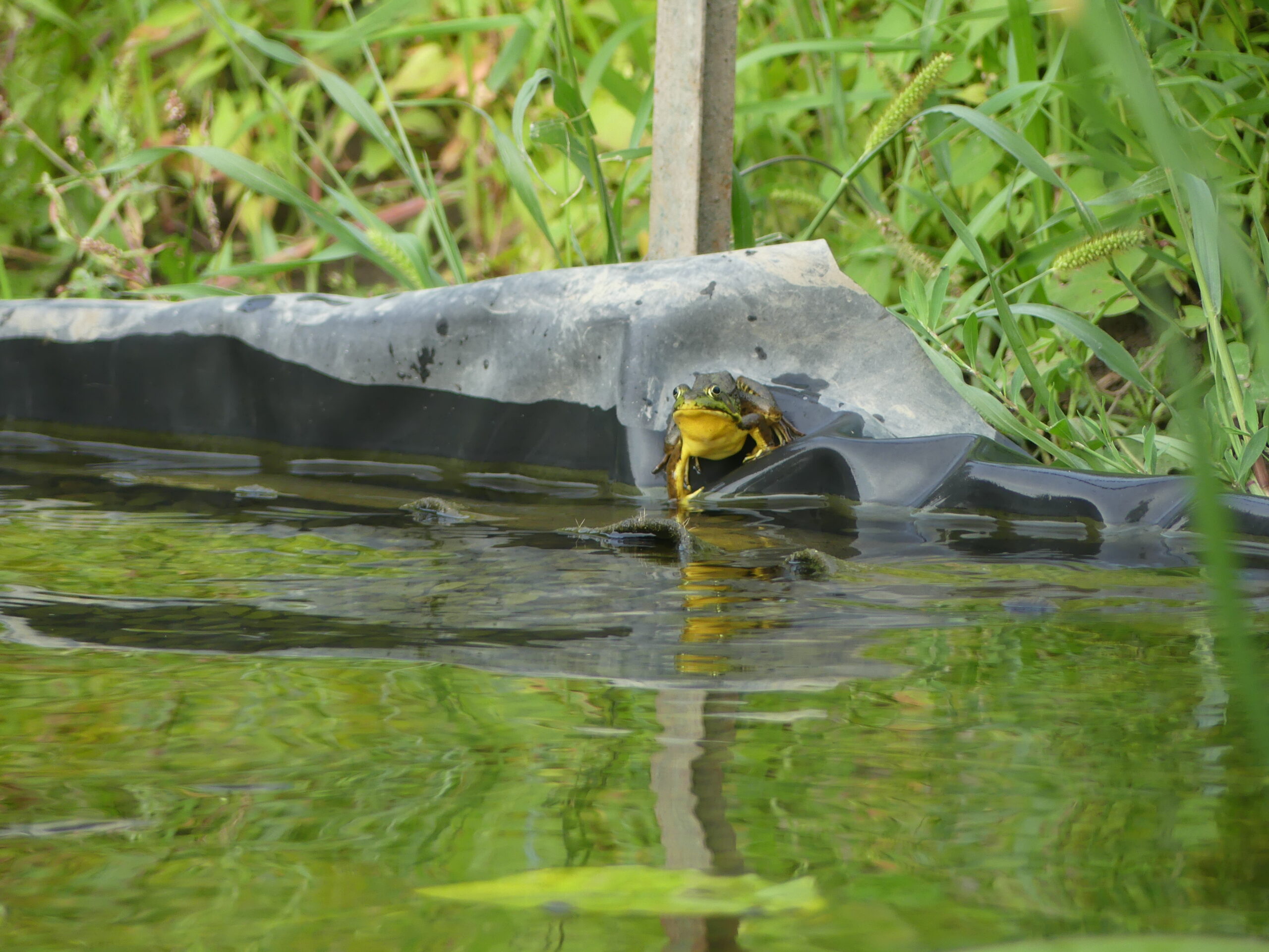 20190726-191336-Saint-Ambroise-De-Kildare-2019