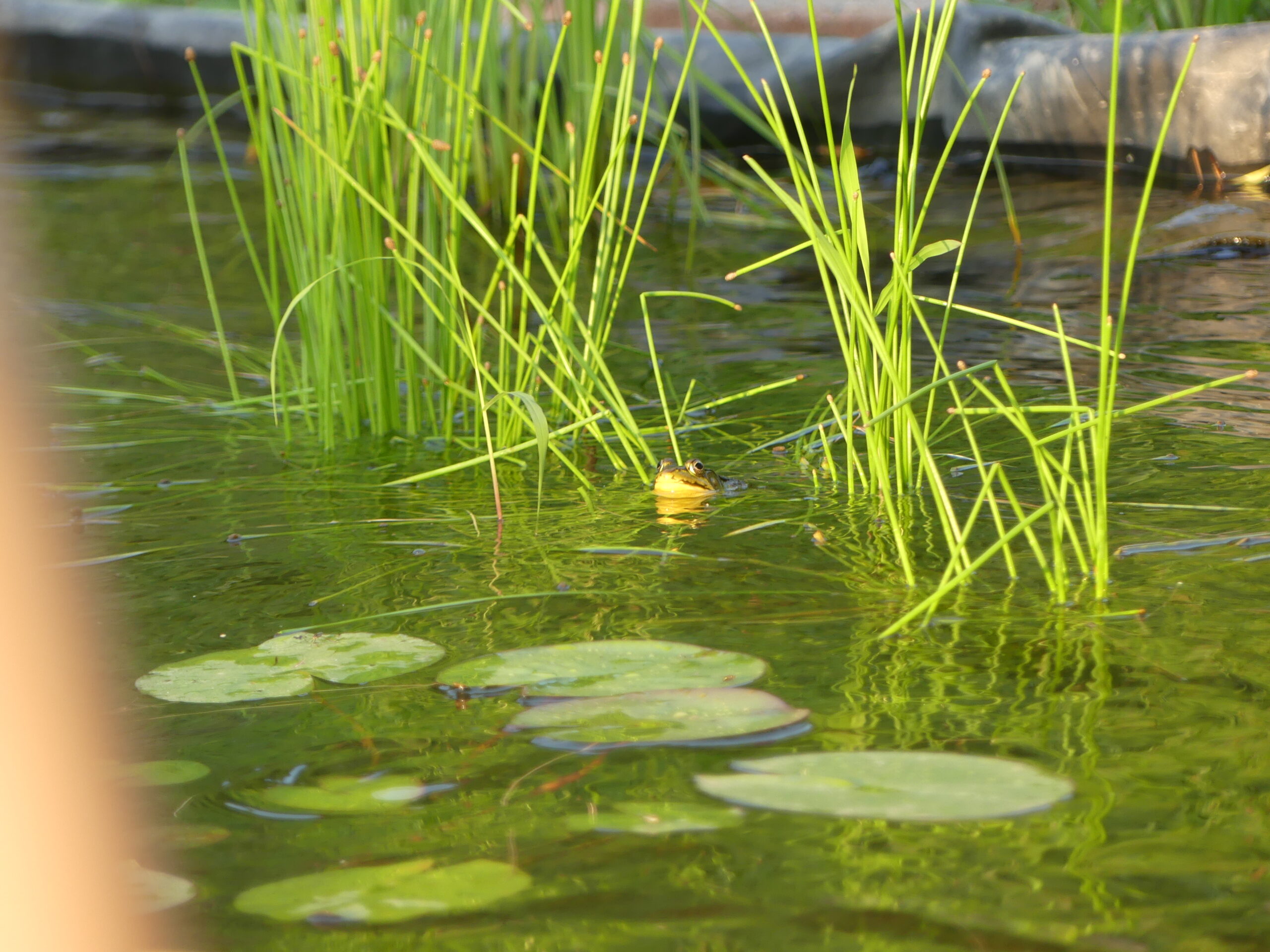 20190726-192206-Saint-Ambroise-De-Kildare-2019