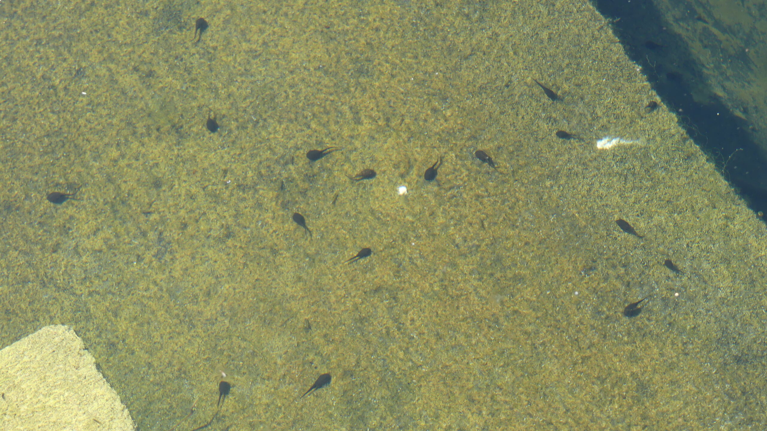 20200706-152706-Saint-Donat-Canada-2020