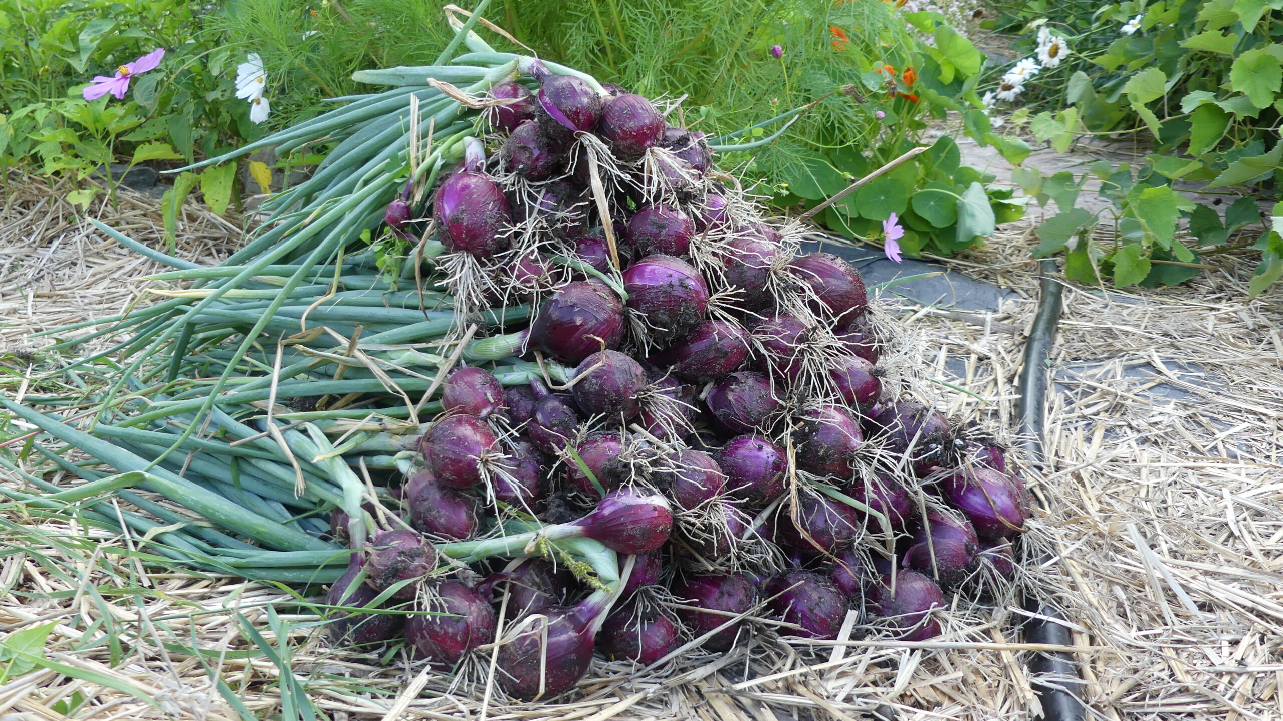 20200731-171438-Unknown-2020