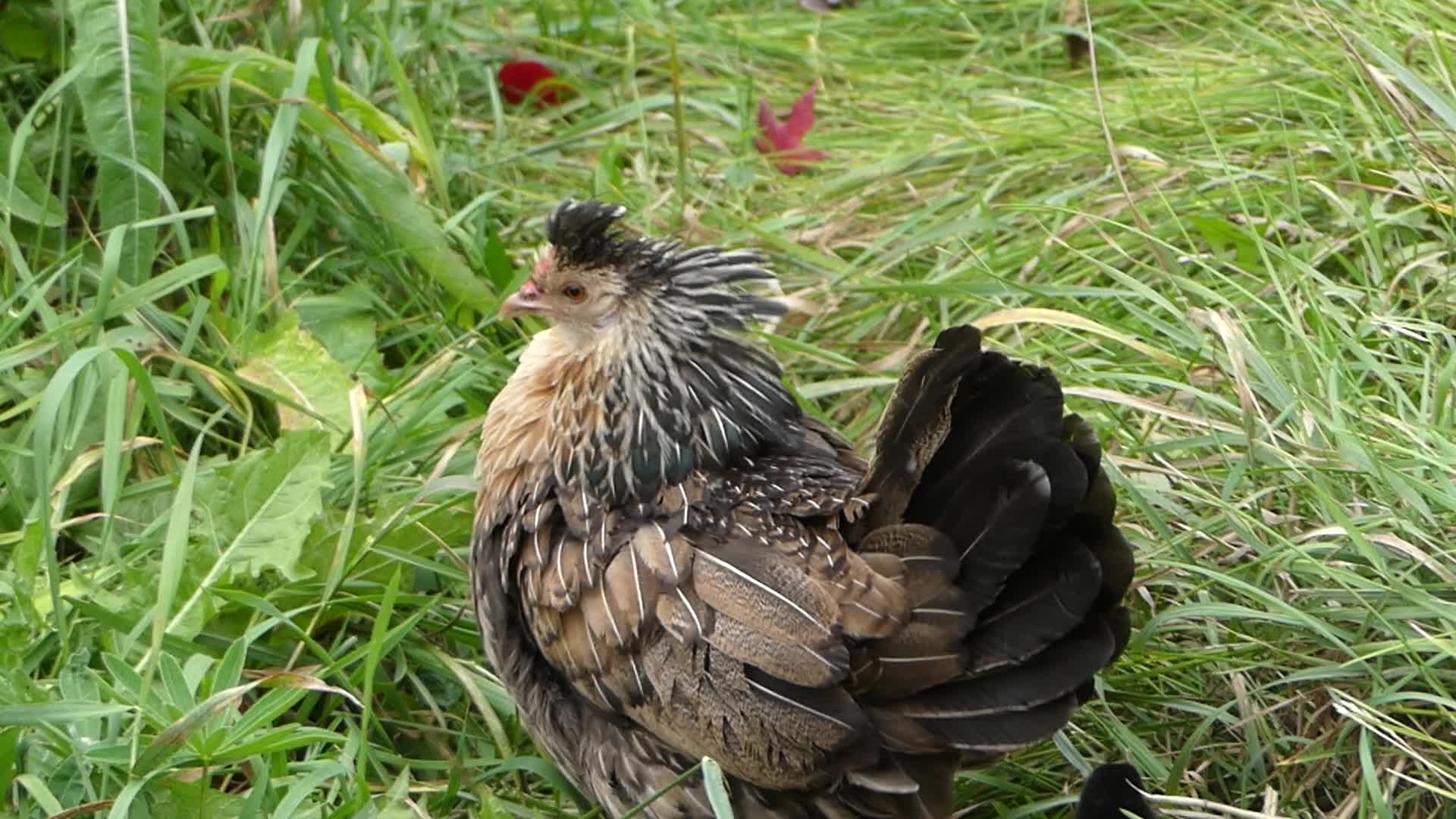 20201006-165336-Bird-2020