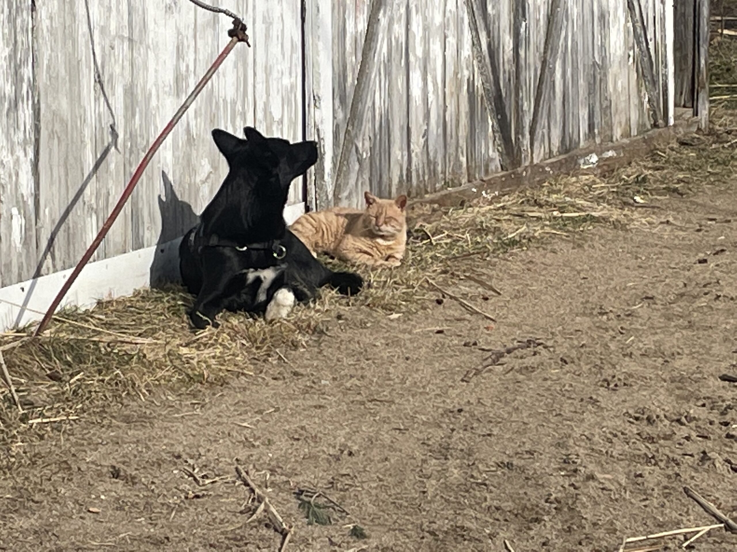 20220415-163952-Saint-Ambroise-De-Kildare-2022