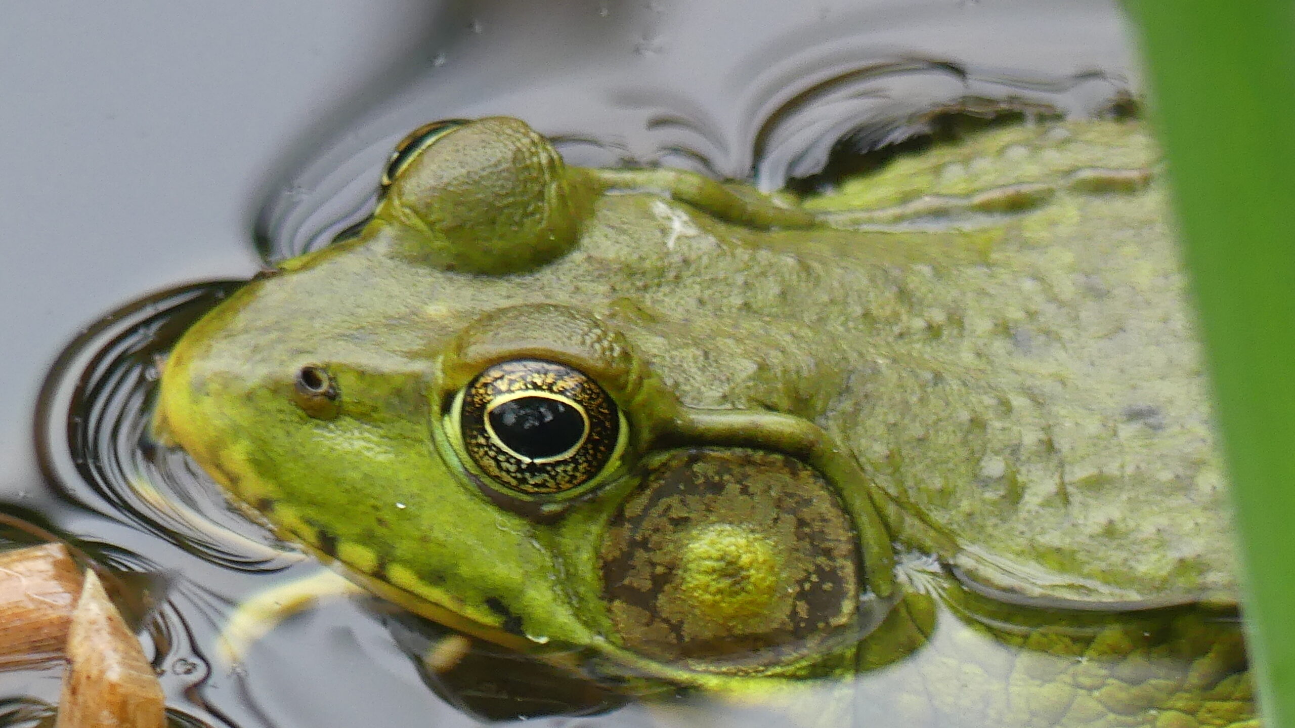 20220601-170119-Frog-2022