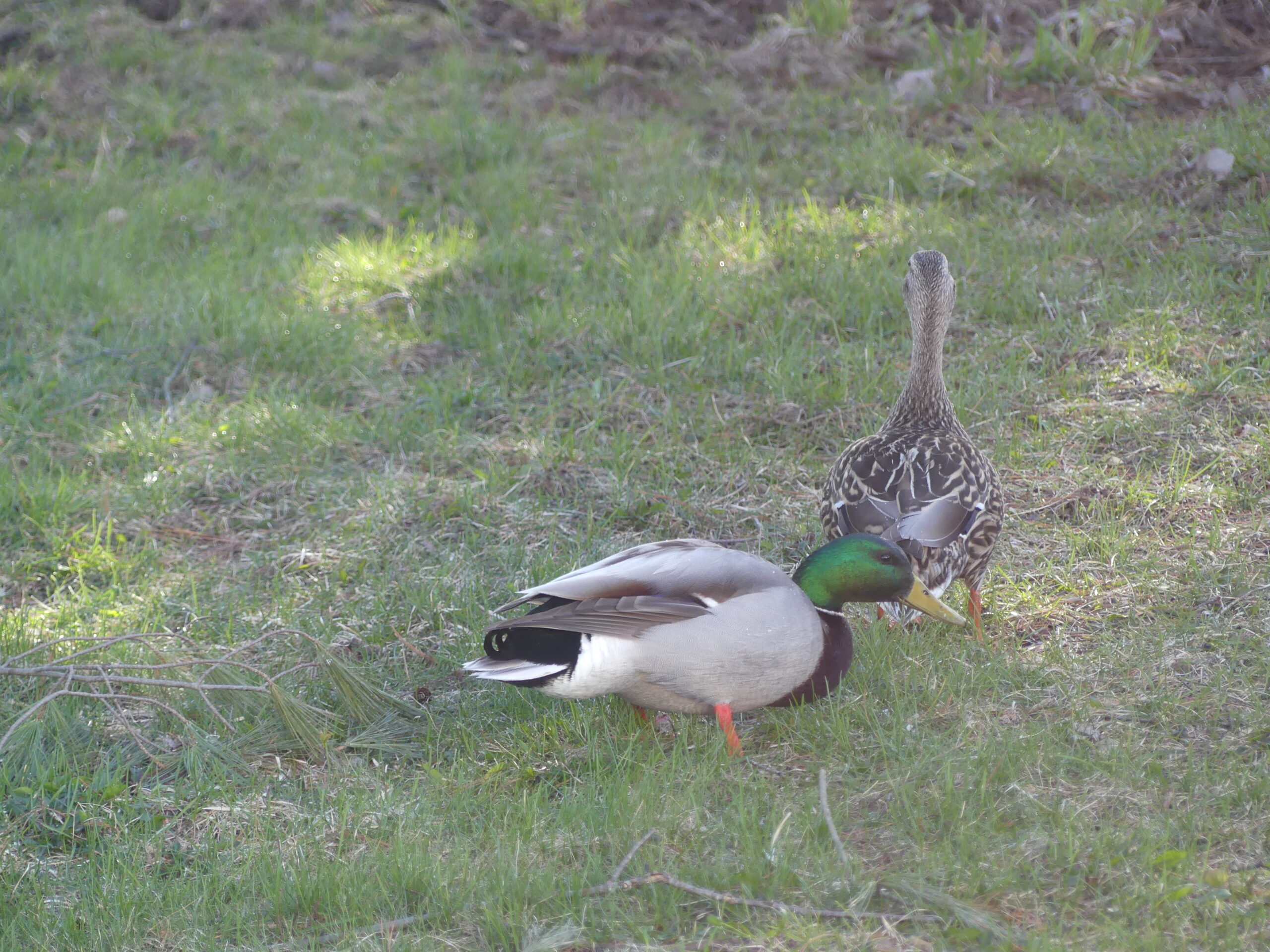 20240426-073904-Duck-2024