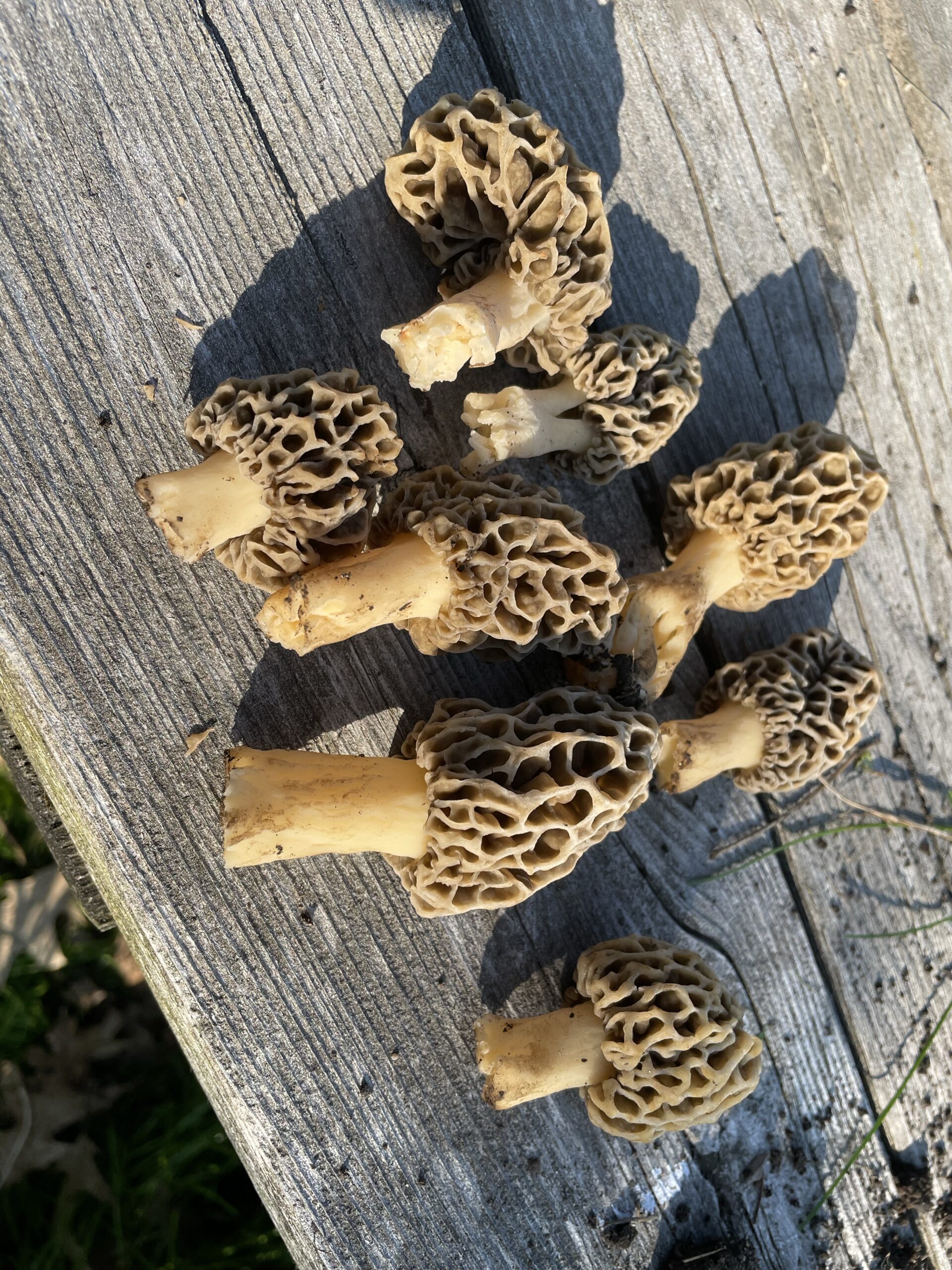 20240514-173459-Recentes-Canada-2024