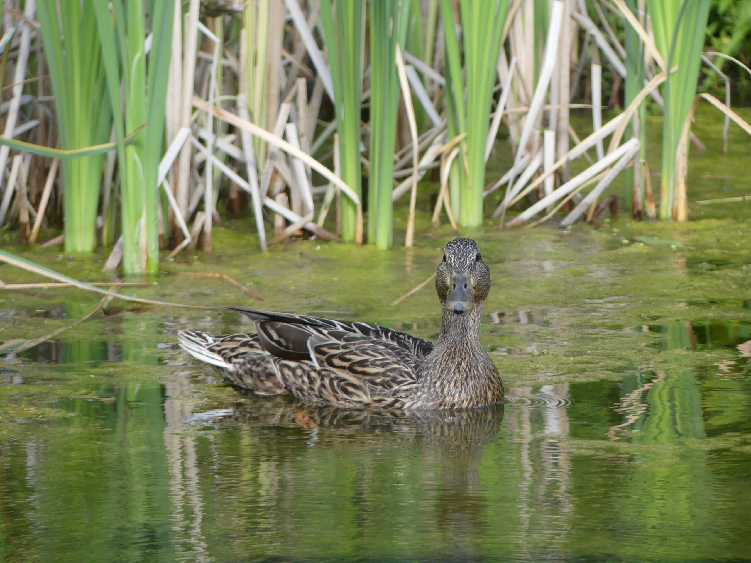 20240608-172439-Unknown-2024