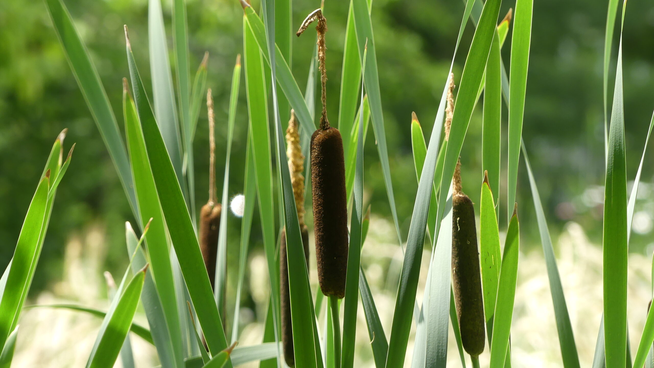 20240707-143600-Saint-Ambroise-De-Kildare-2024