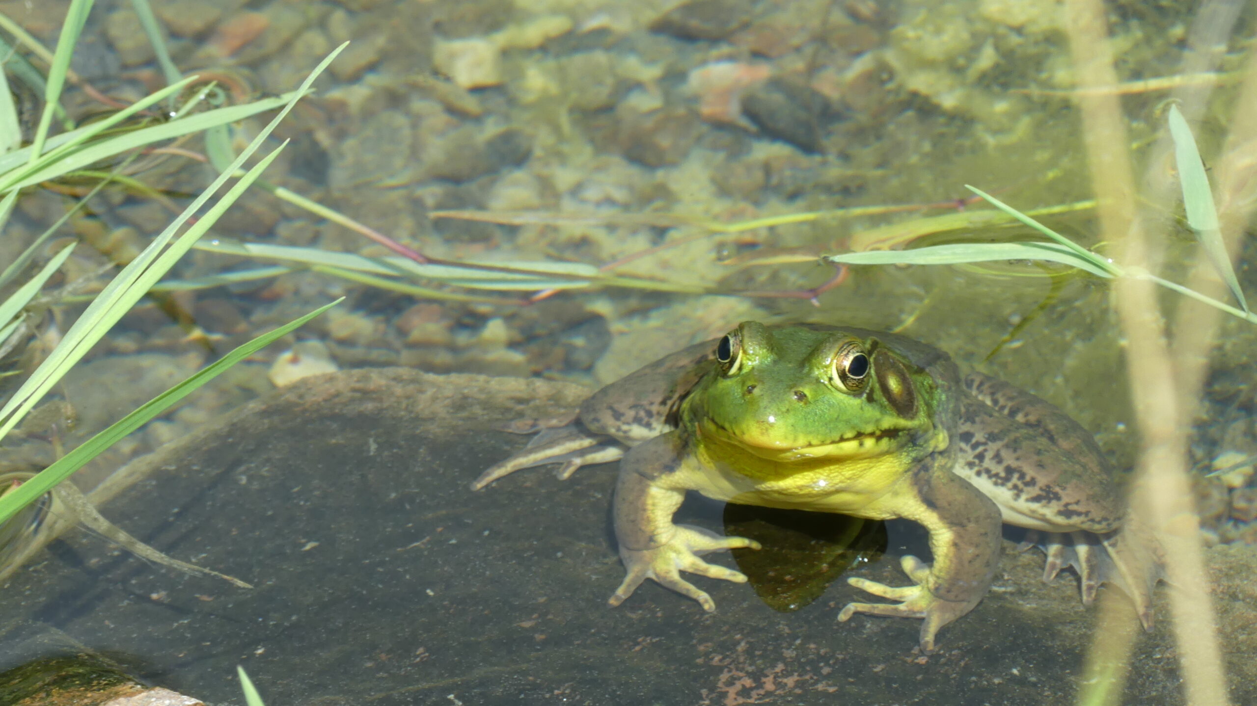 20240707-144838-Frog-Canada-2024
