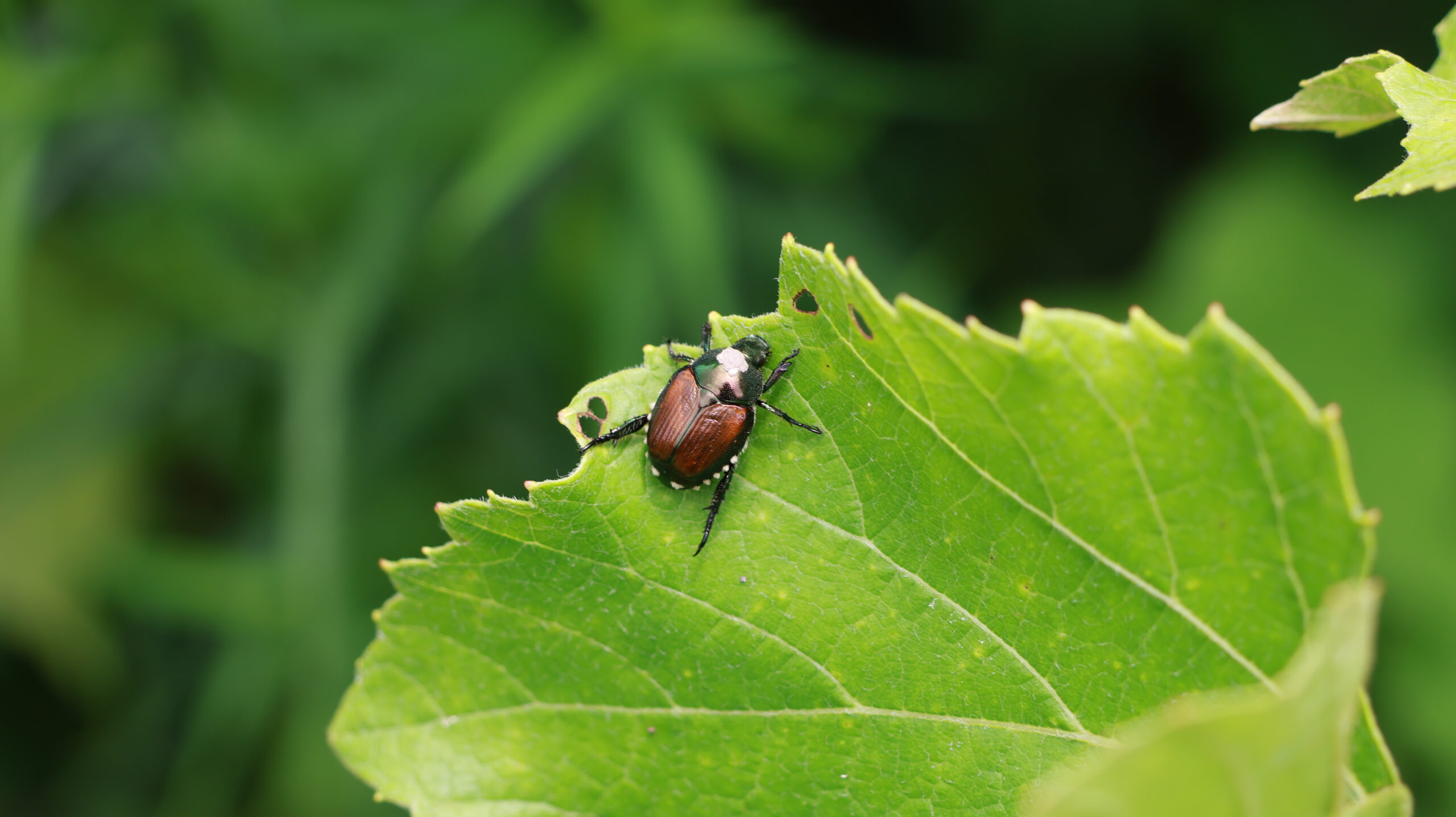 20240717-120152-Beetle-2024