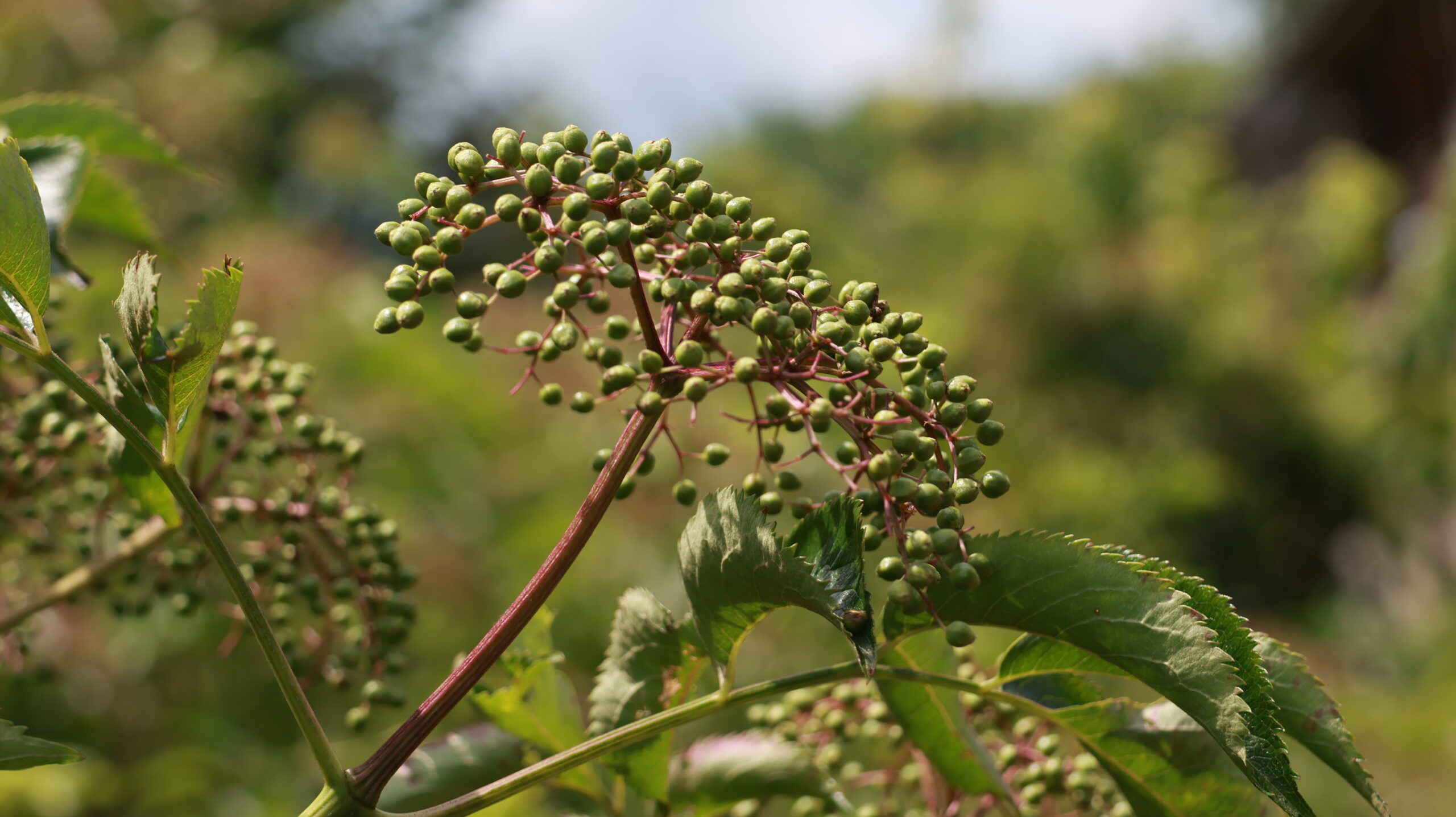 20240717-121130-Unknown-2024