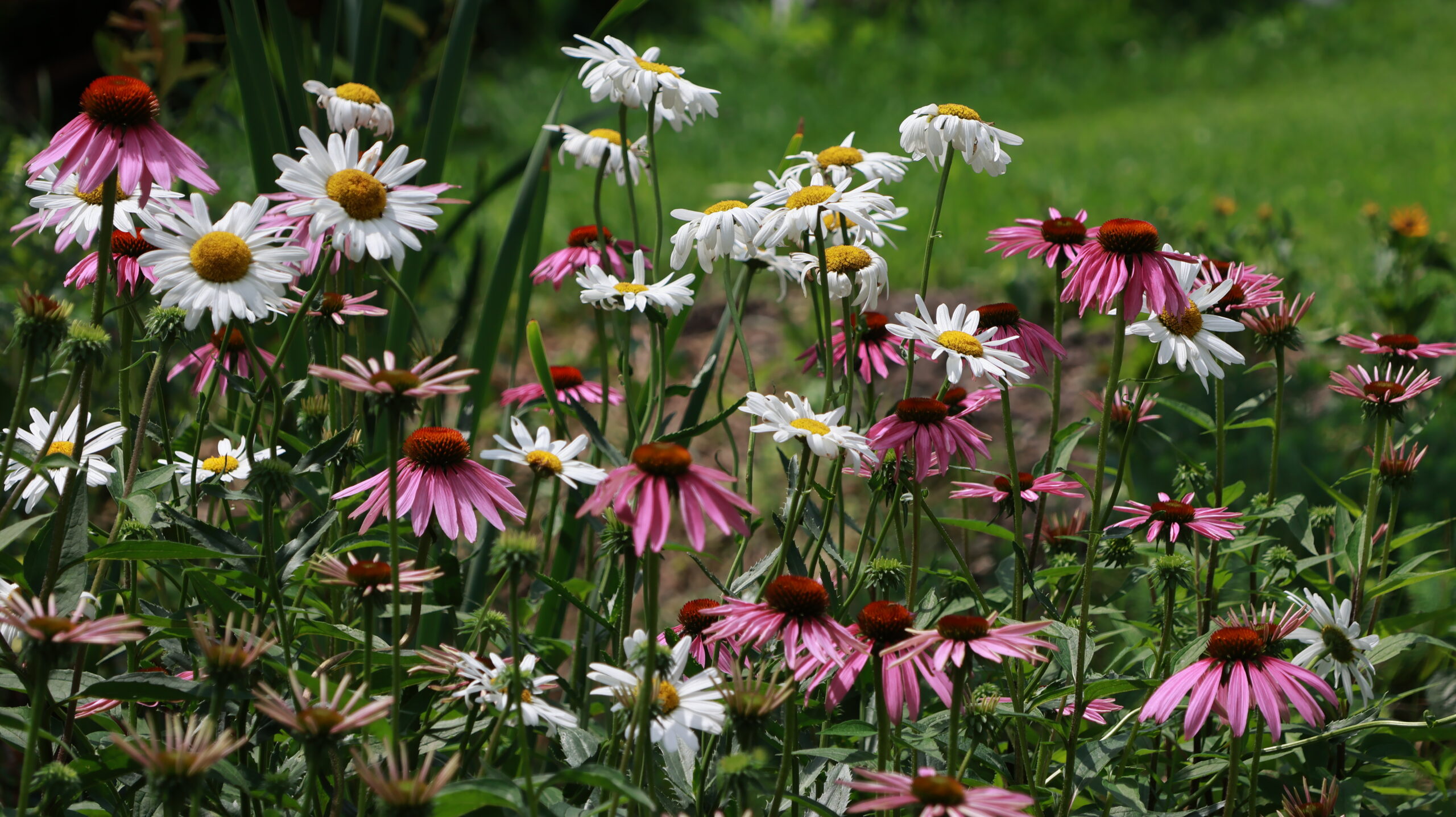 20240717-121149-Flower-2024