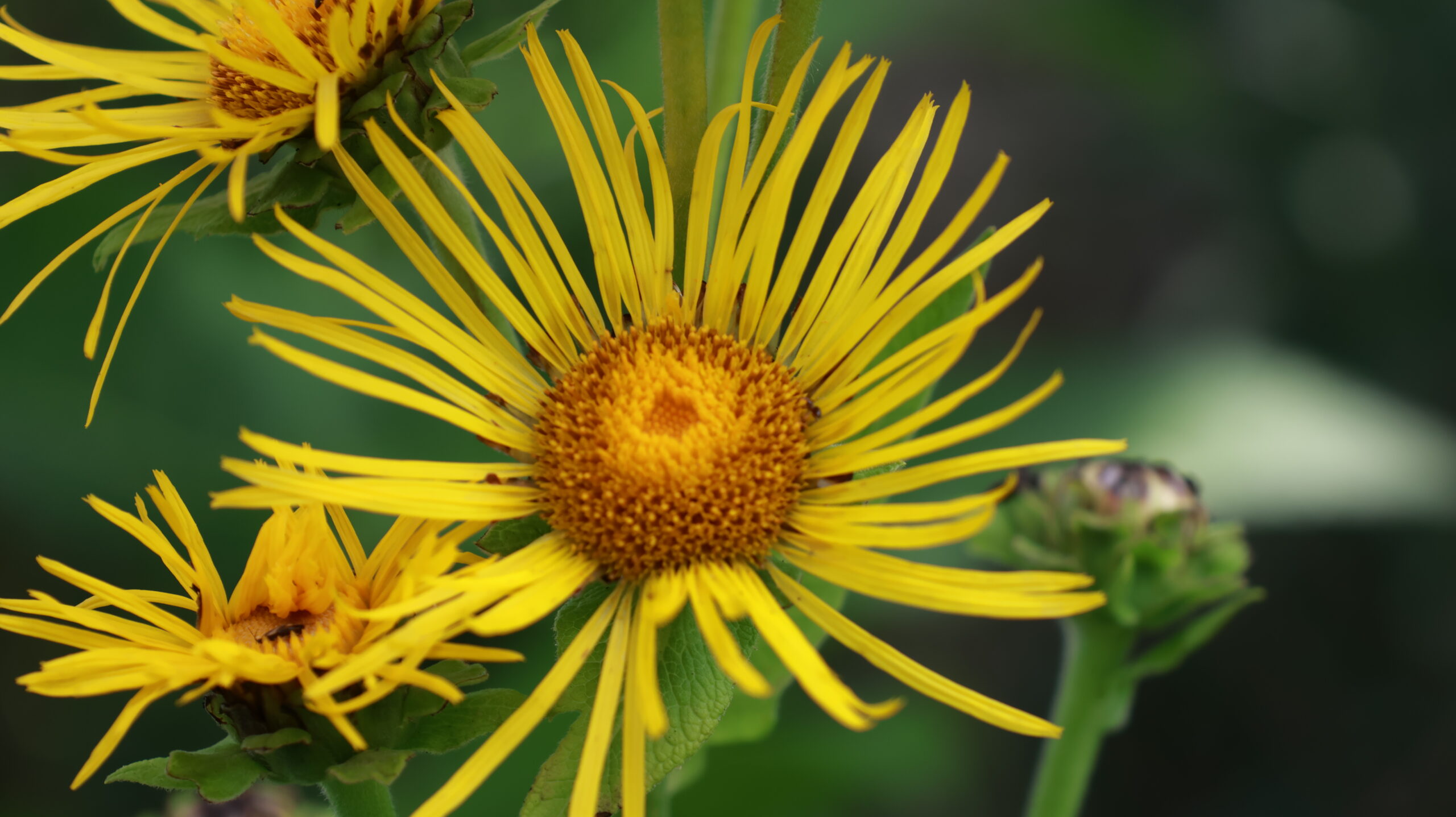 20240717-121448-Flower-2024