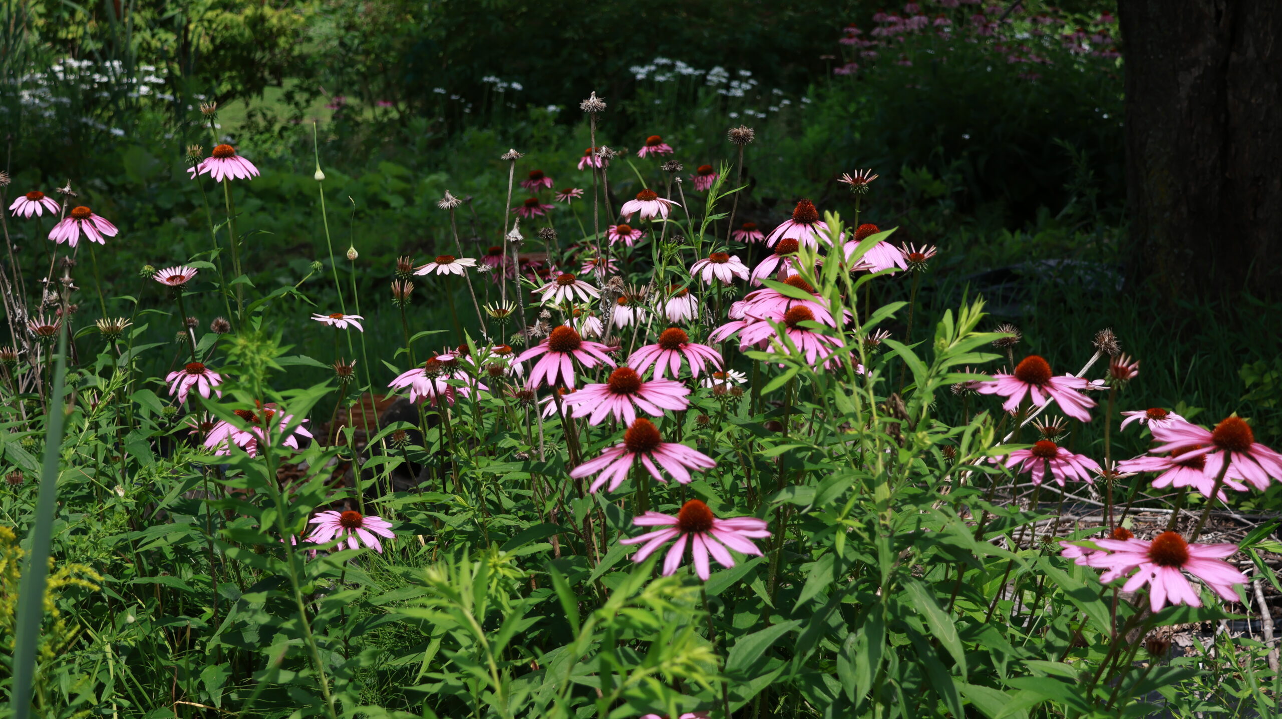 20240717-121540-Unknown-2024