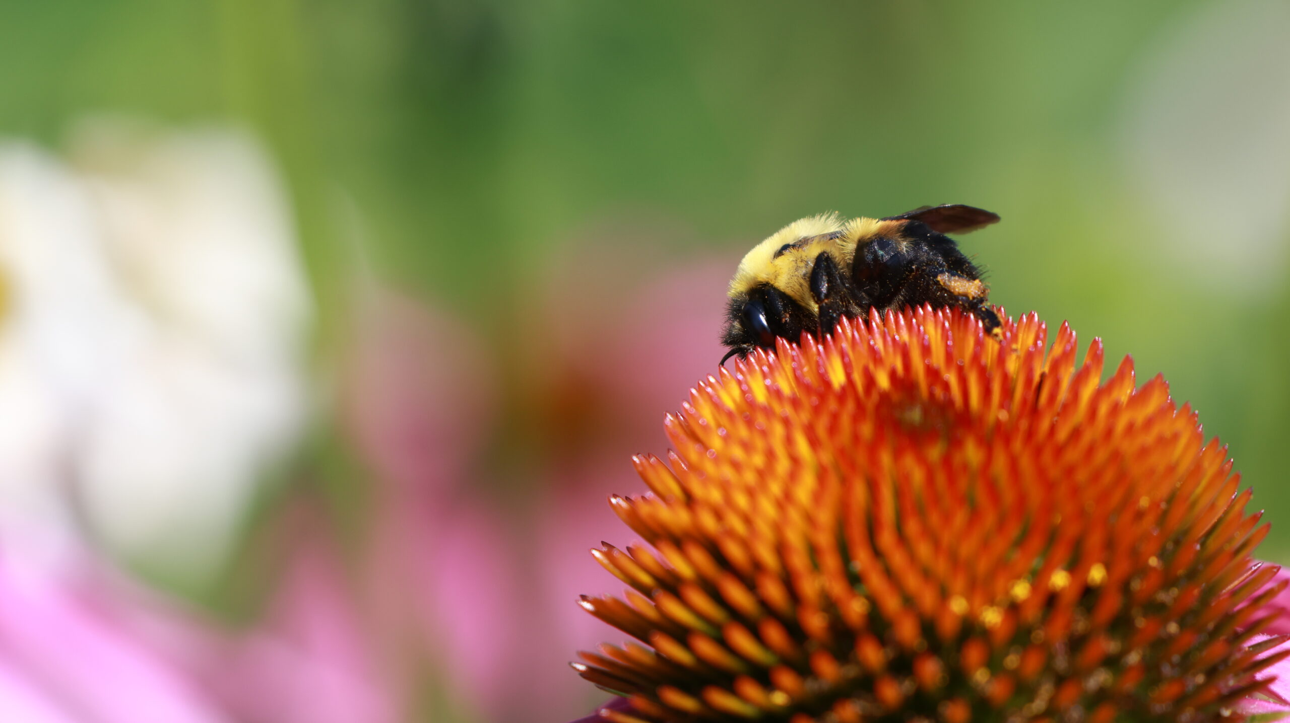 20240722-150918-Unknown-2024