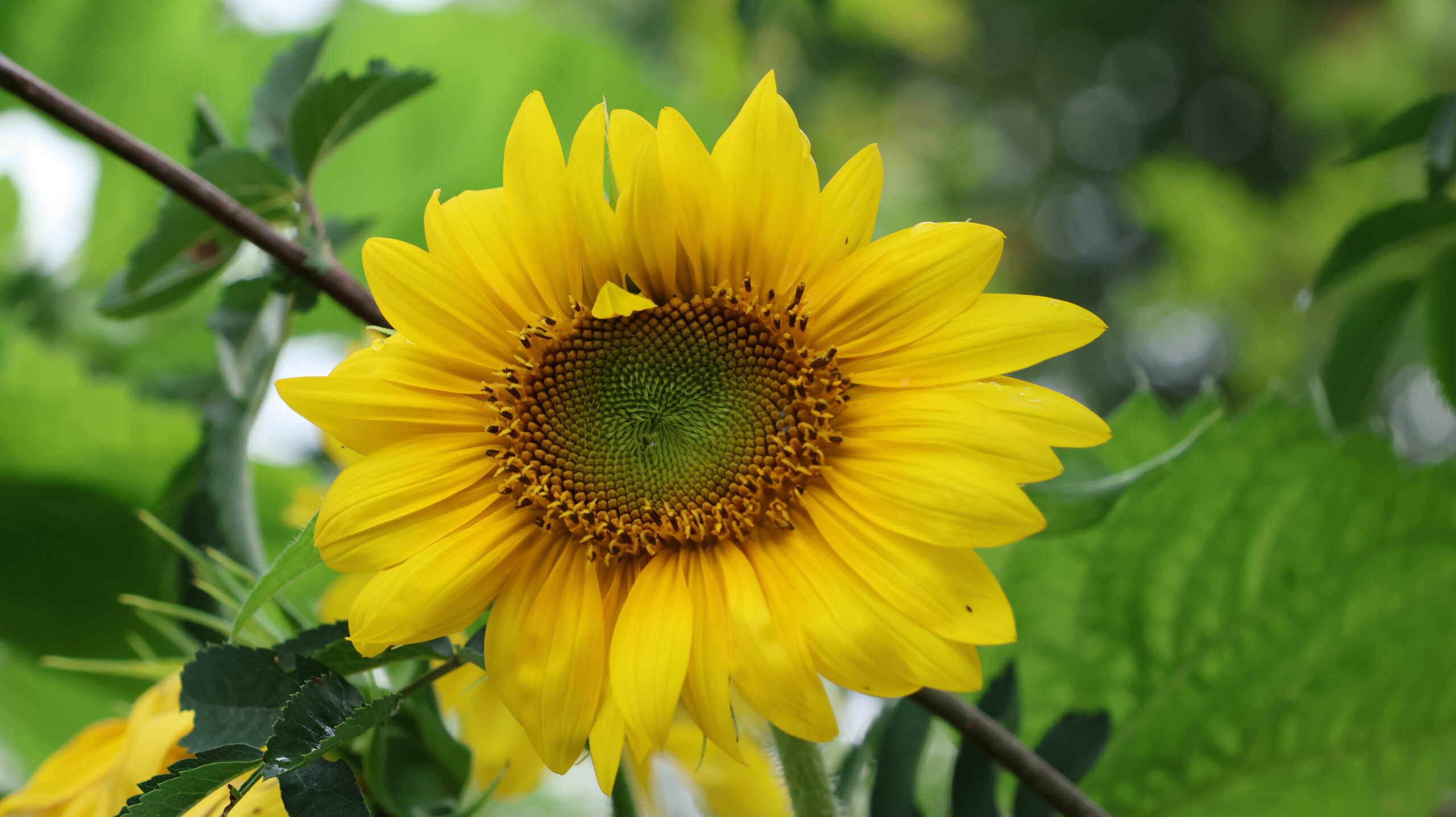 20240804-190652-Flower-2024