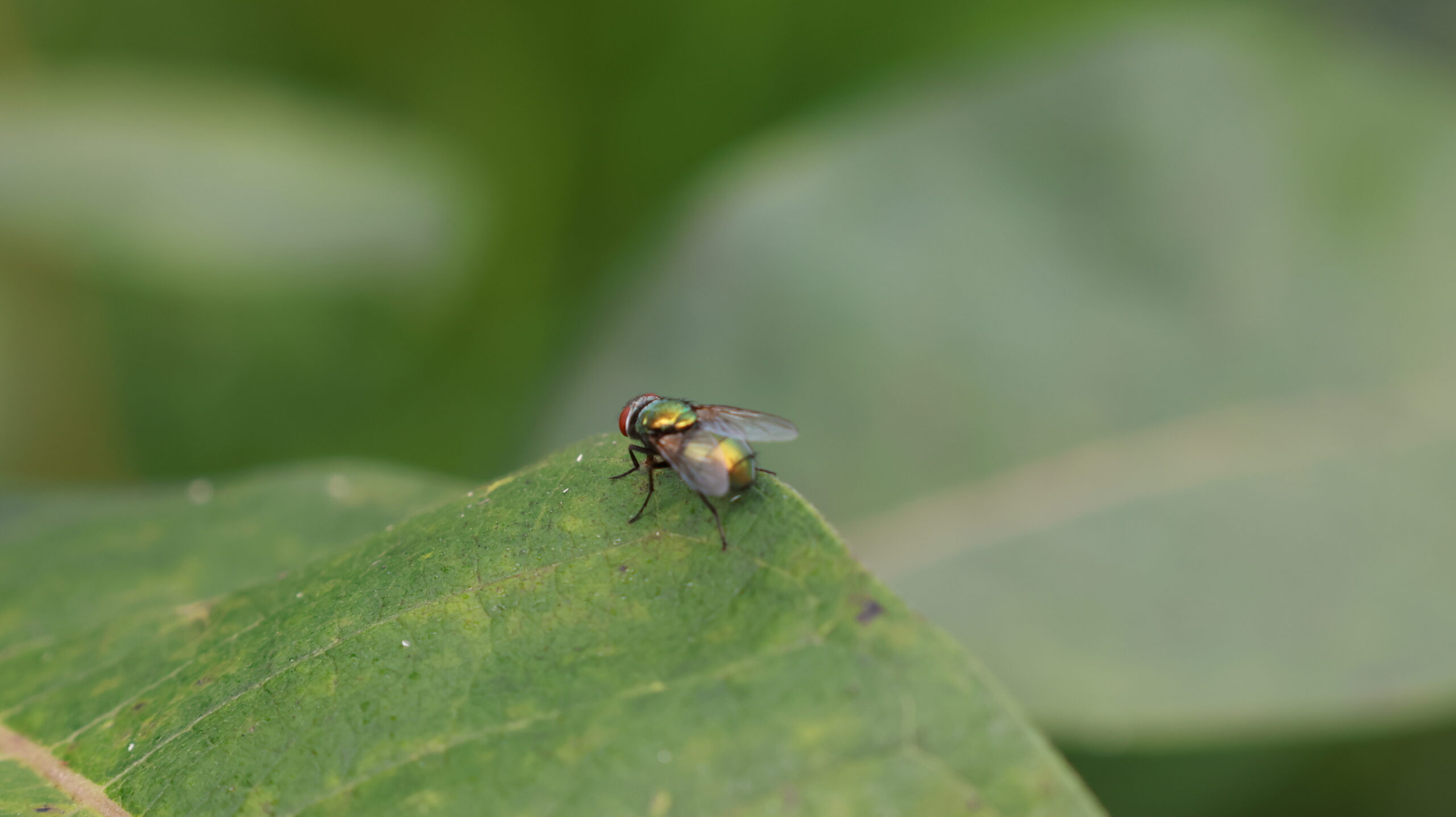 20240808-171902-Dragonfly-2024