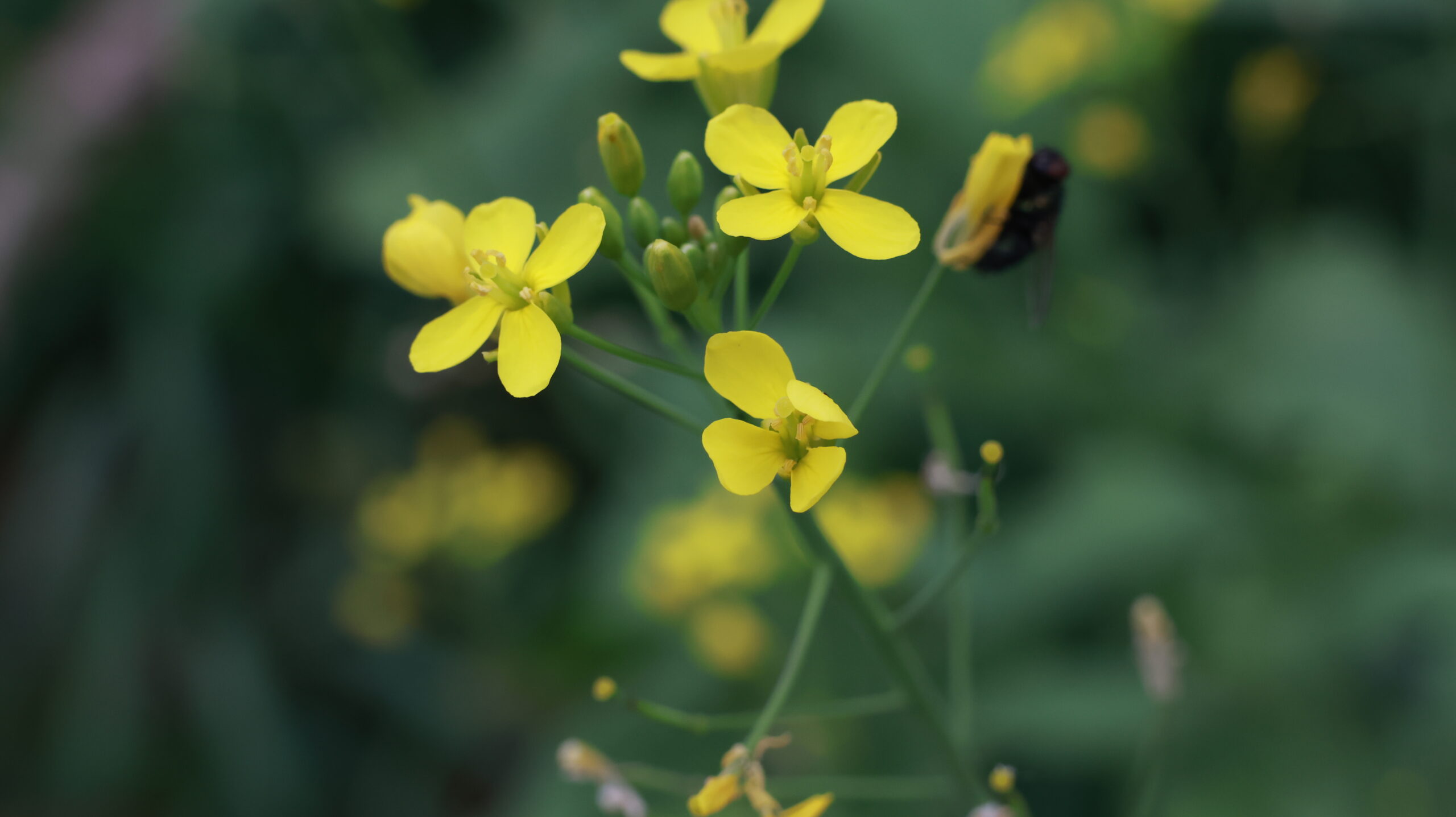 20240808-172433-Field-2024