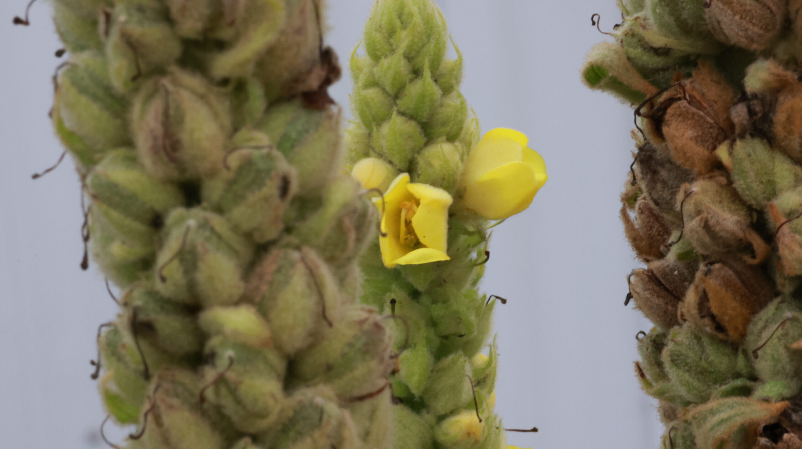 20240808-172535-Unknown-2024