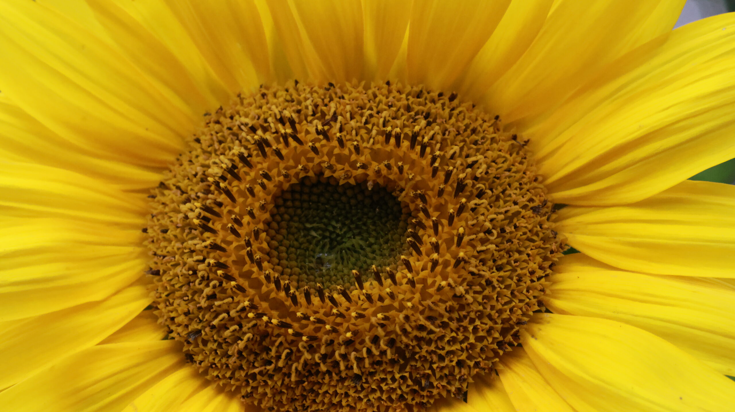 20240808-172722-Flower-2024