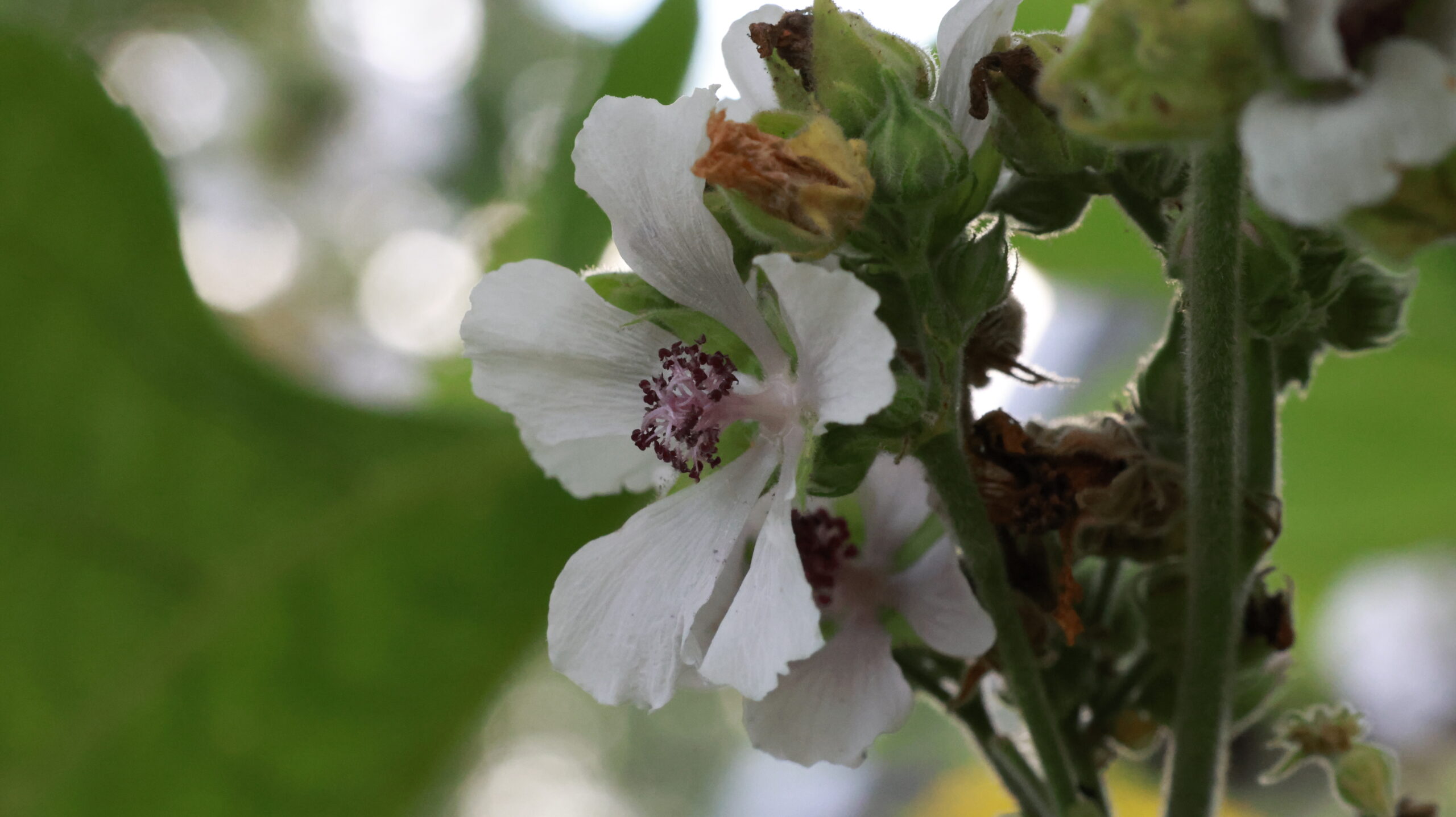 20240808-172942-Unknown-2024