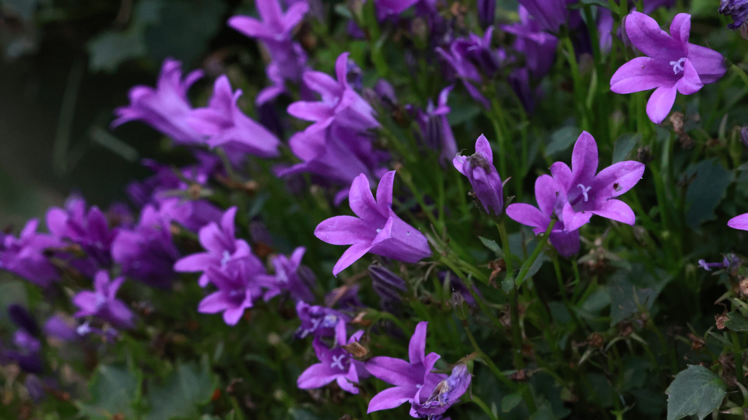 20240808-173049-Unknown-2024