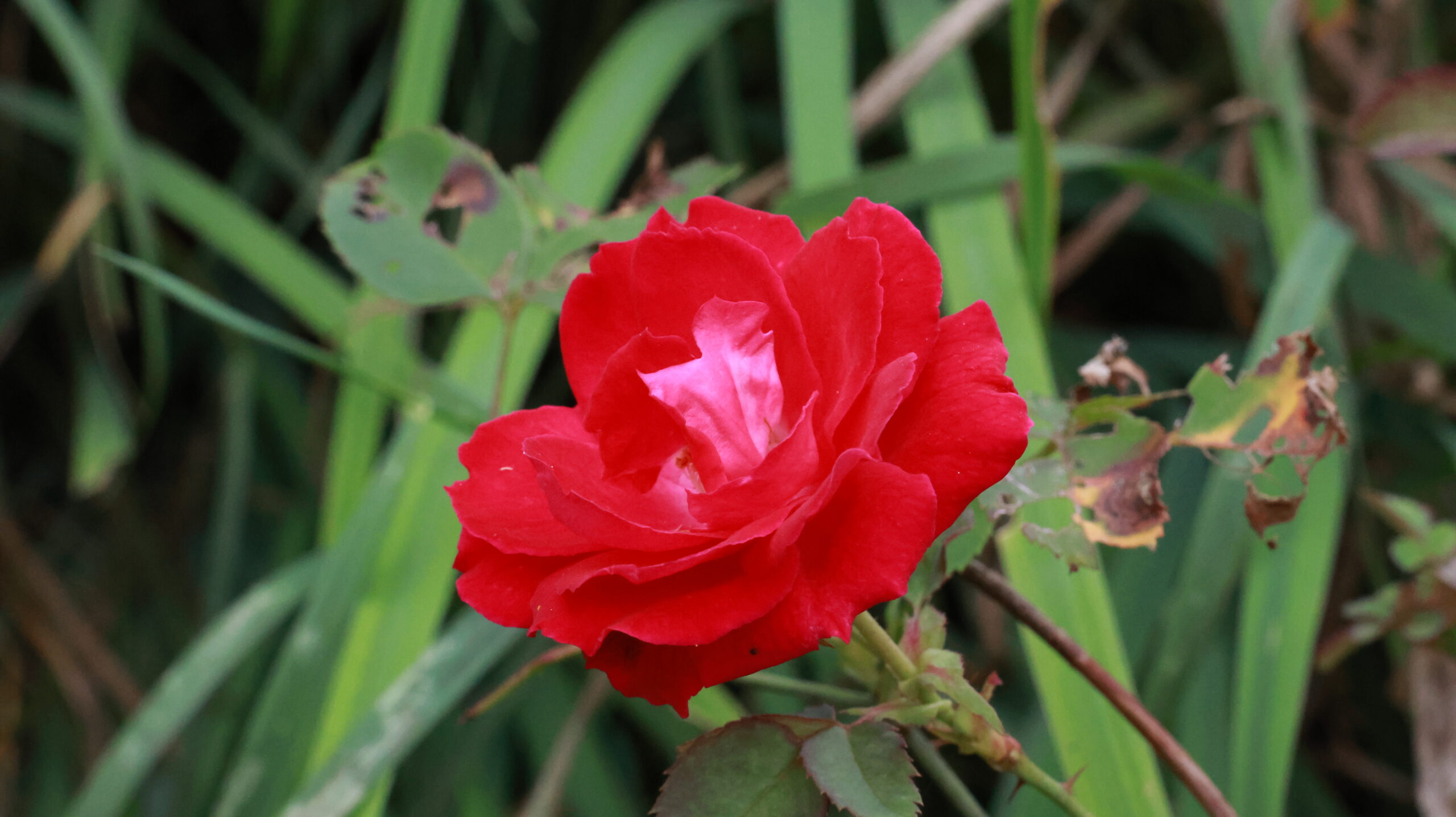 20240808-173129-Outdoor-2024