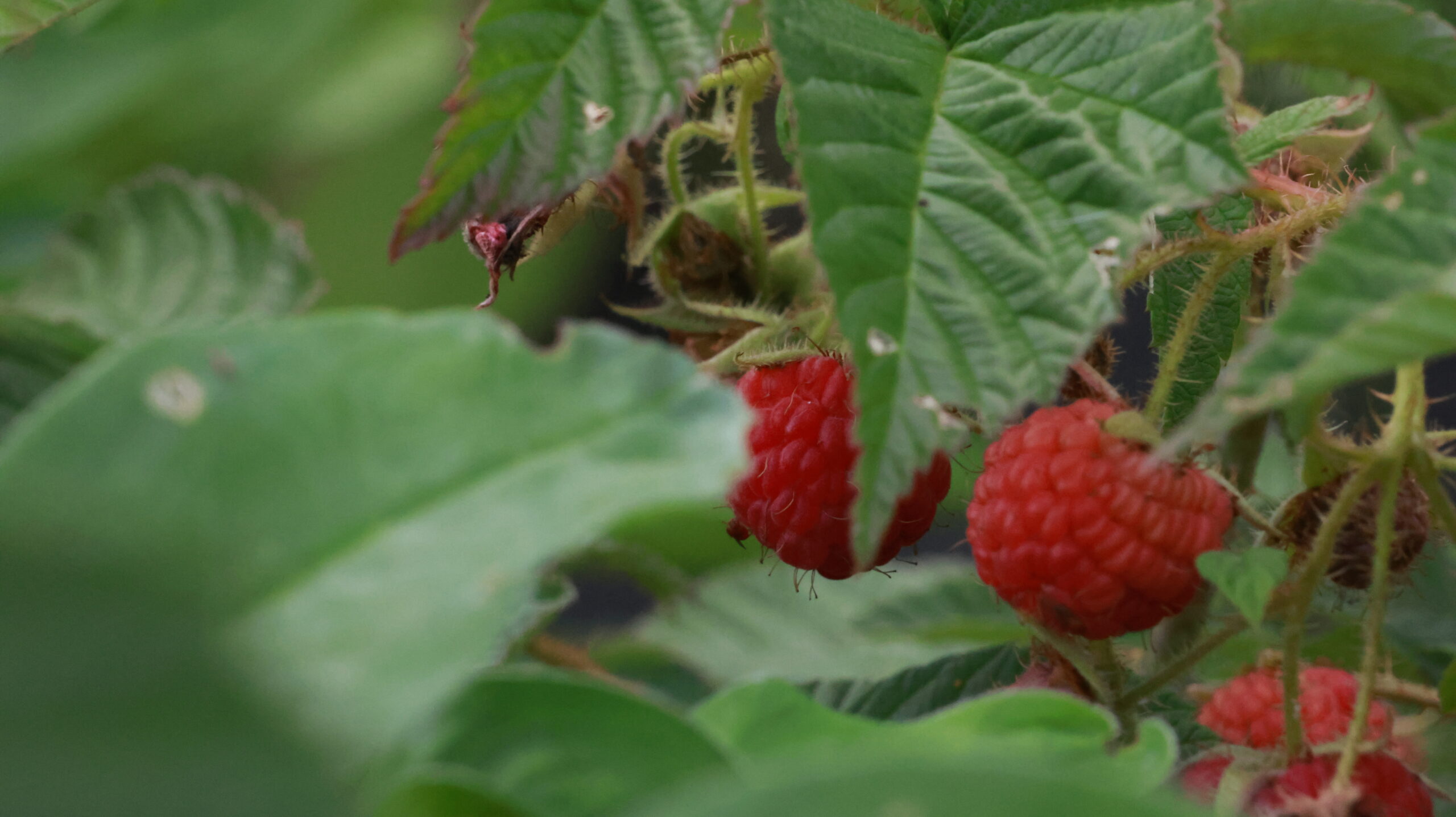 20240808-173250-Unknown-2024