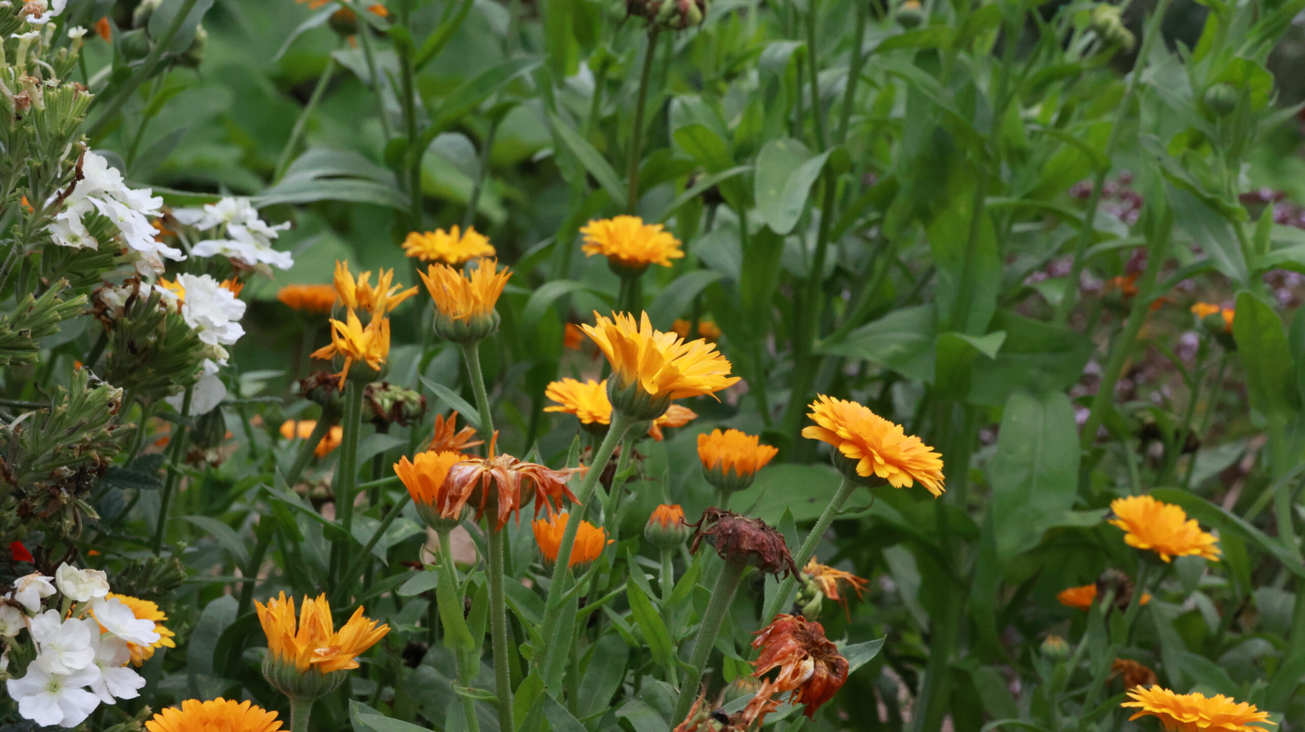 20240808-173320-Unknown-2024