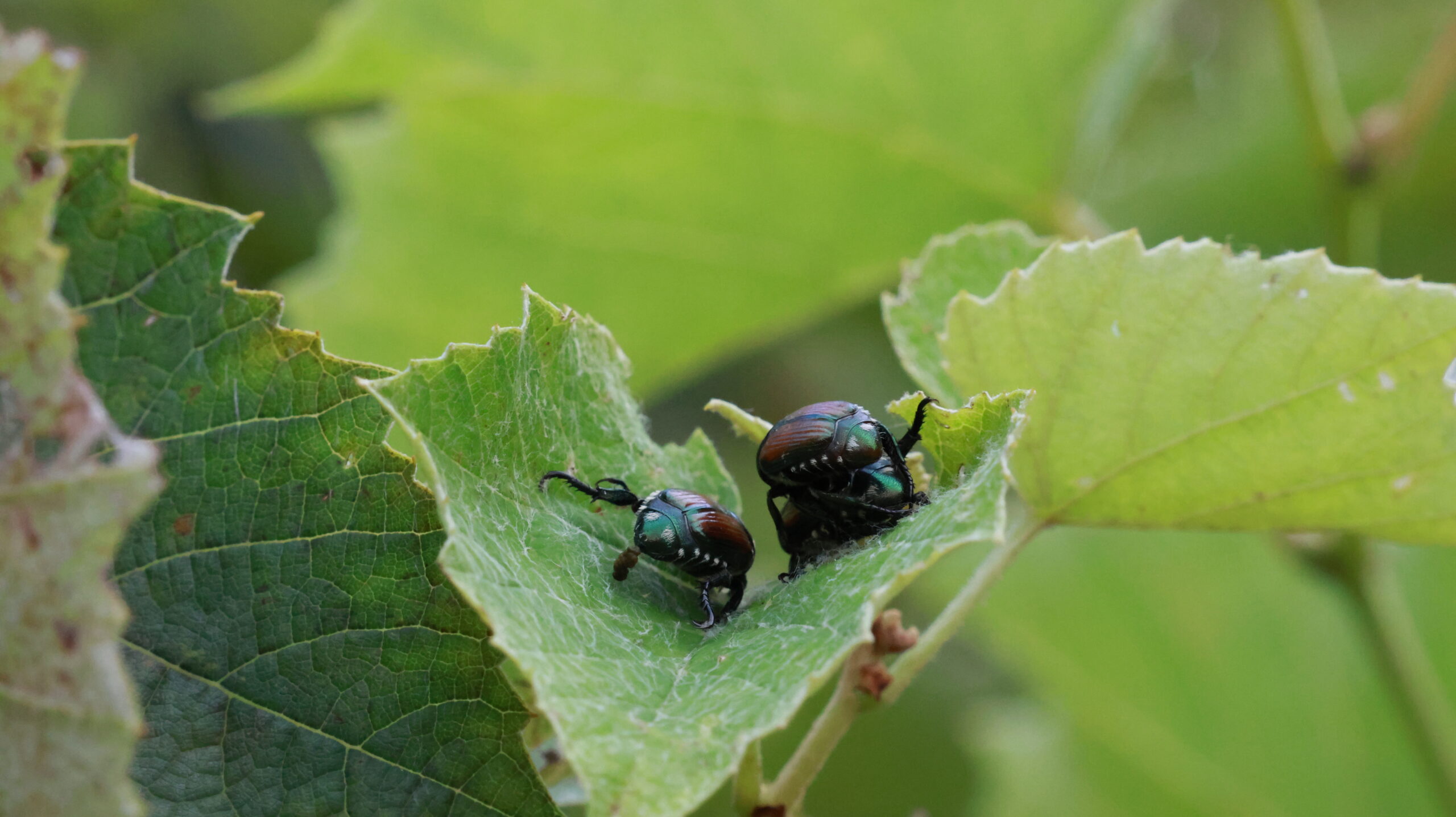 20240808-173338-Beetle-2024