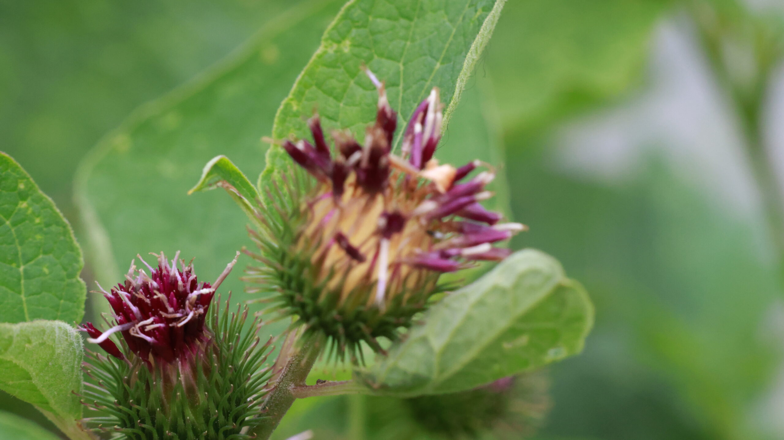 20240808-173803-Unknown-2024