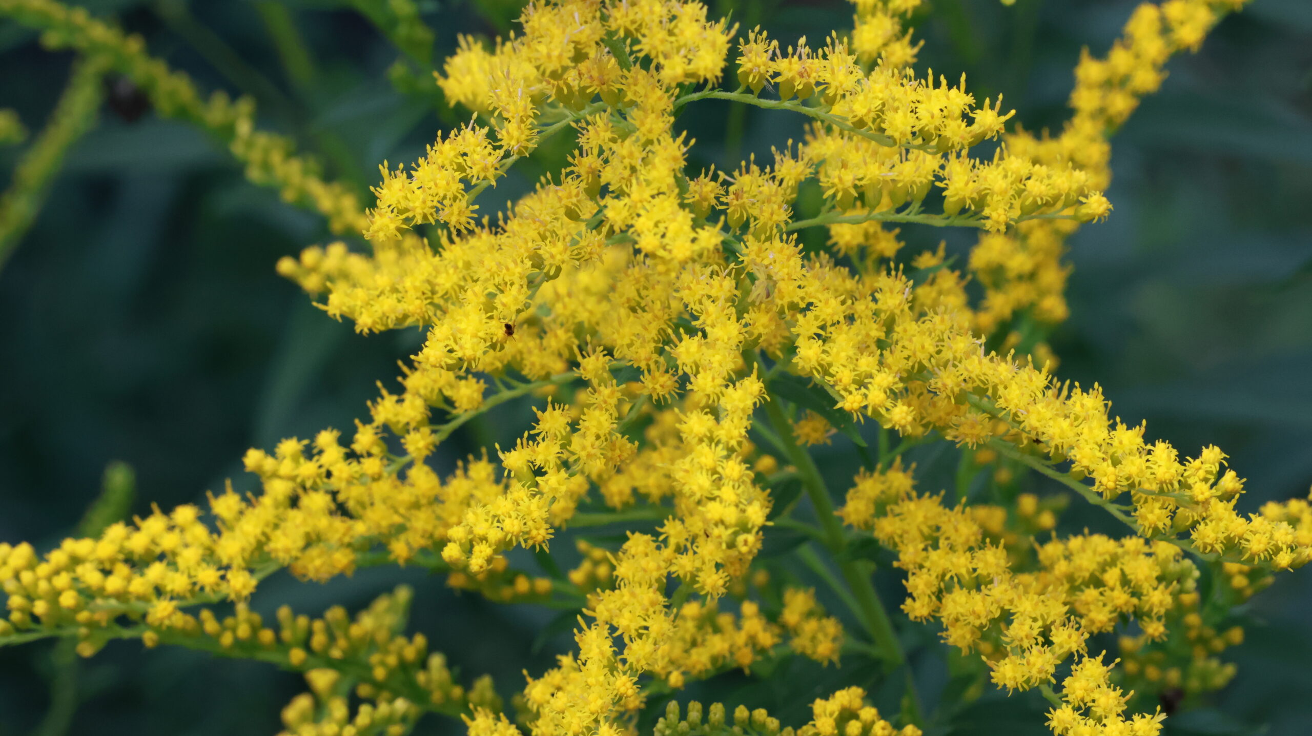 20240808-173819-Unknown-2024