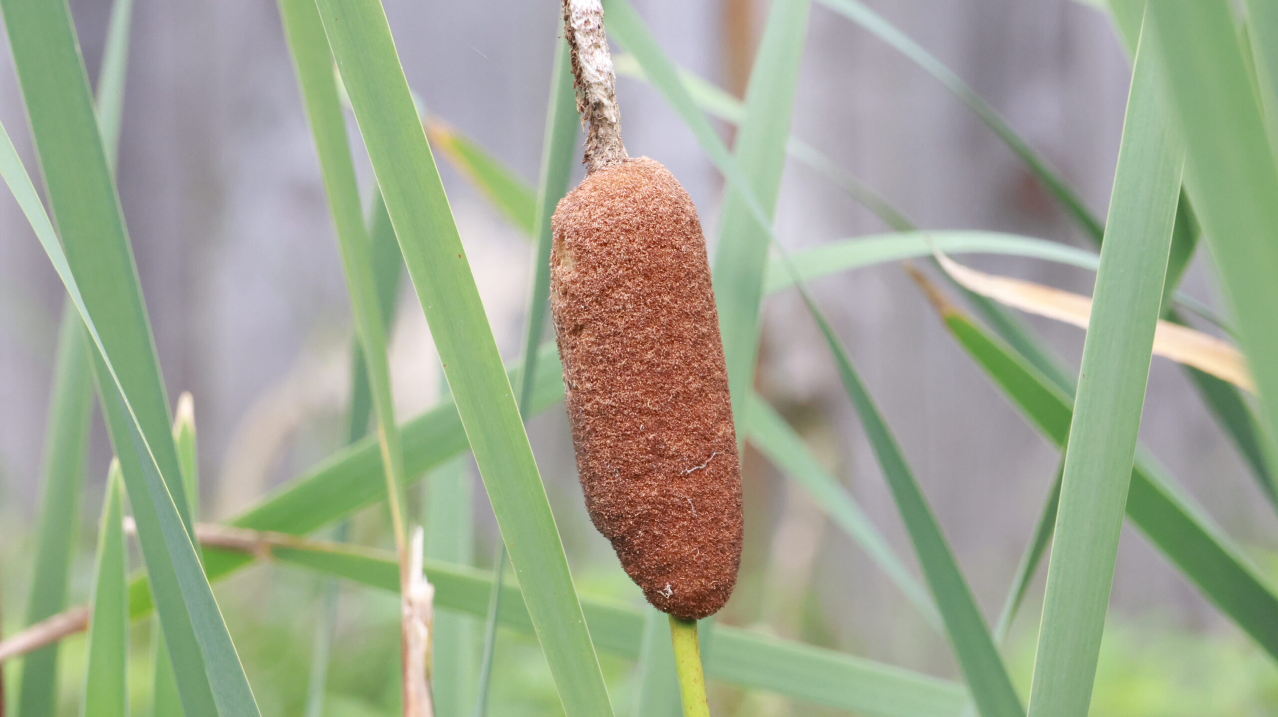 20240808-174114-Unknown-2024