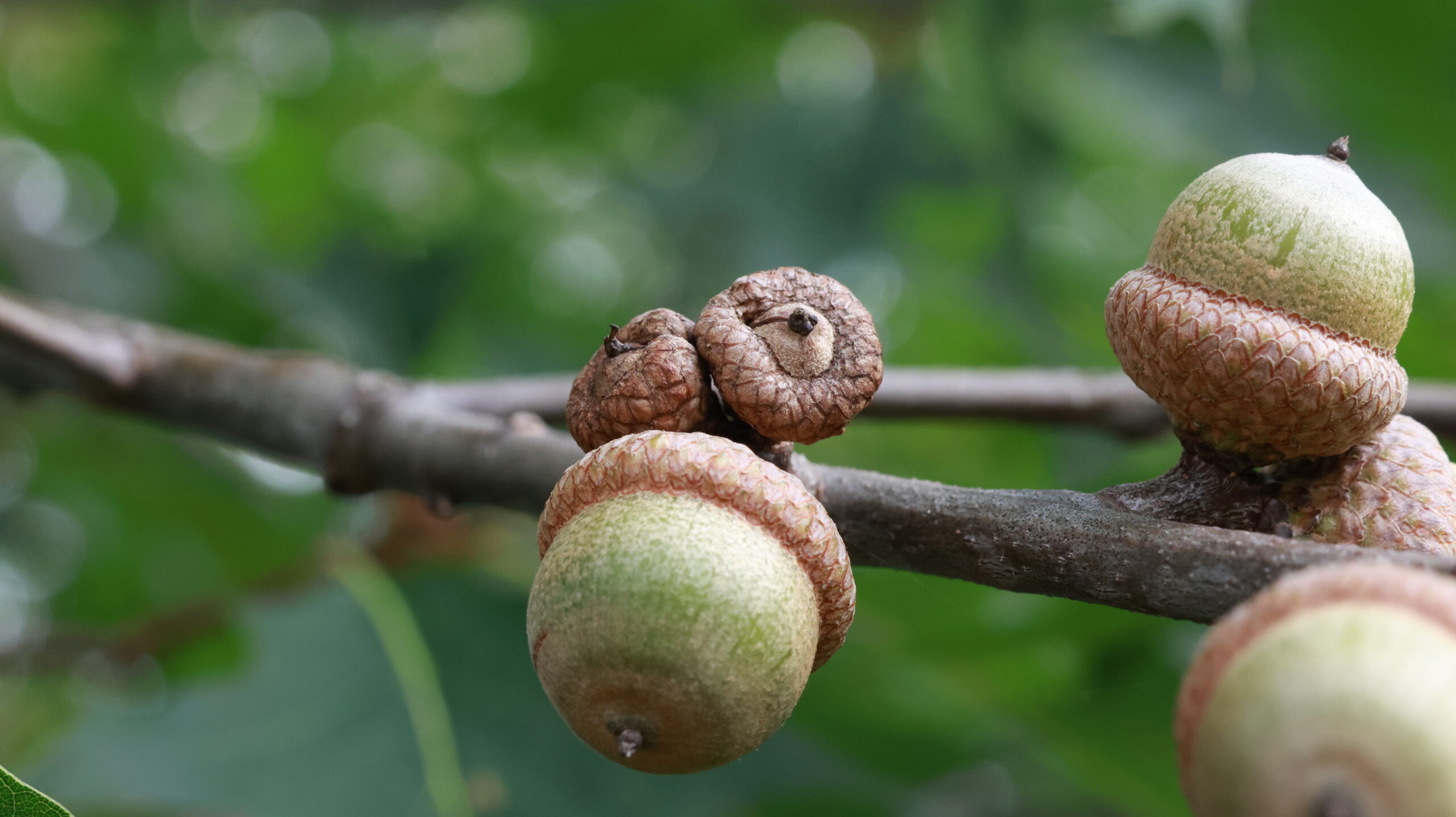 20240808-174452-Unknown-2024