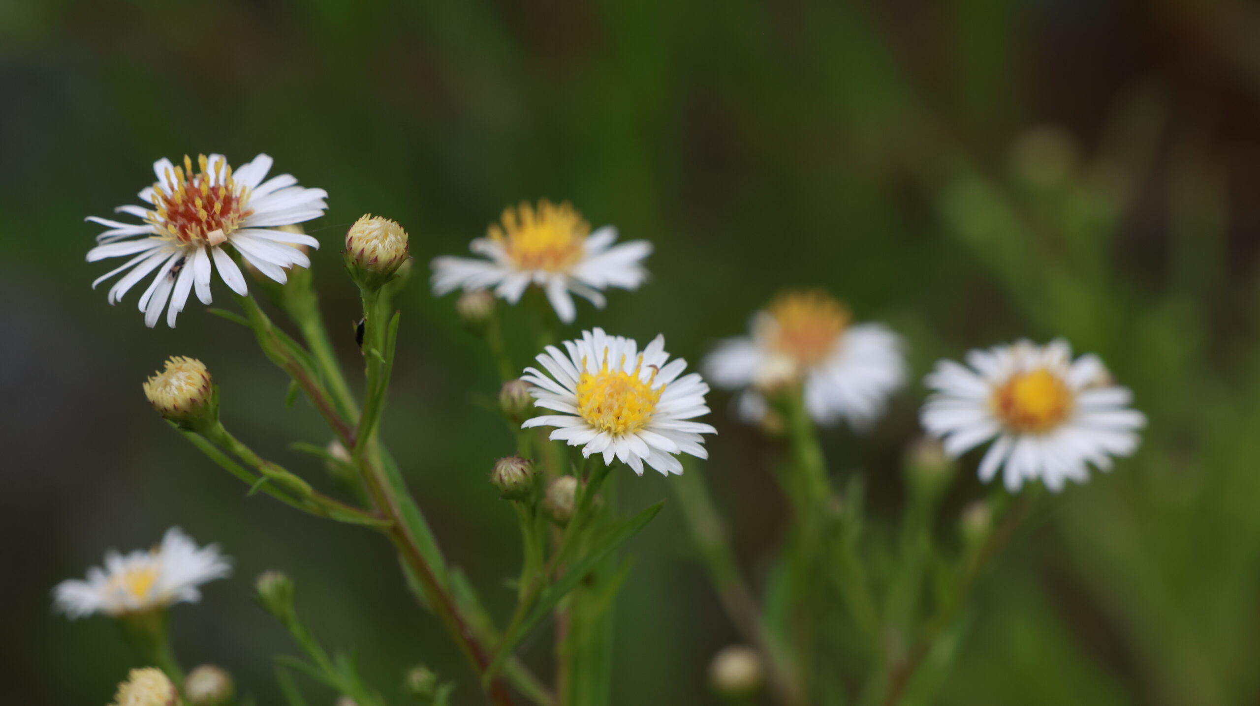 20240808-174755-Flower-2024