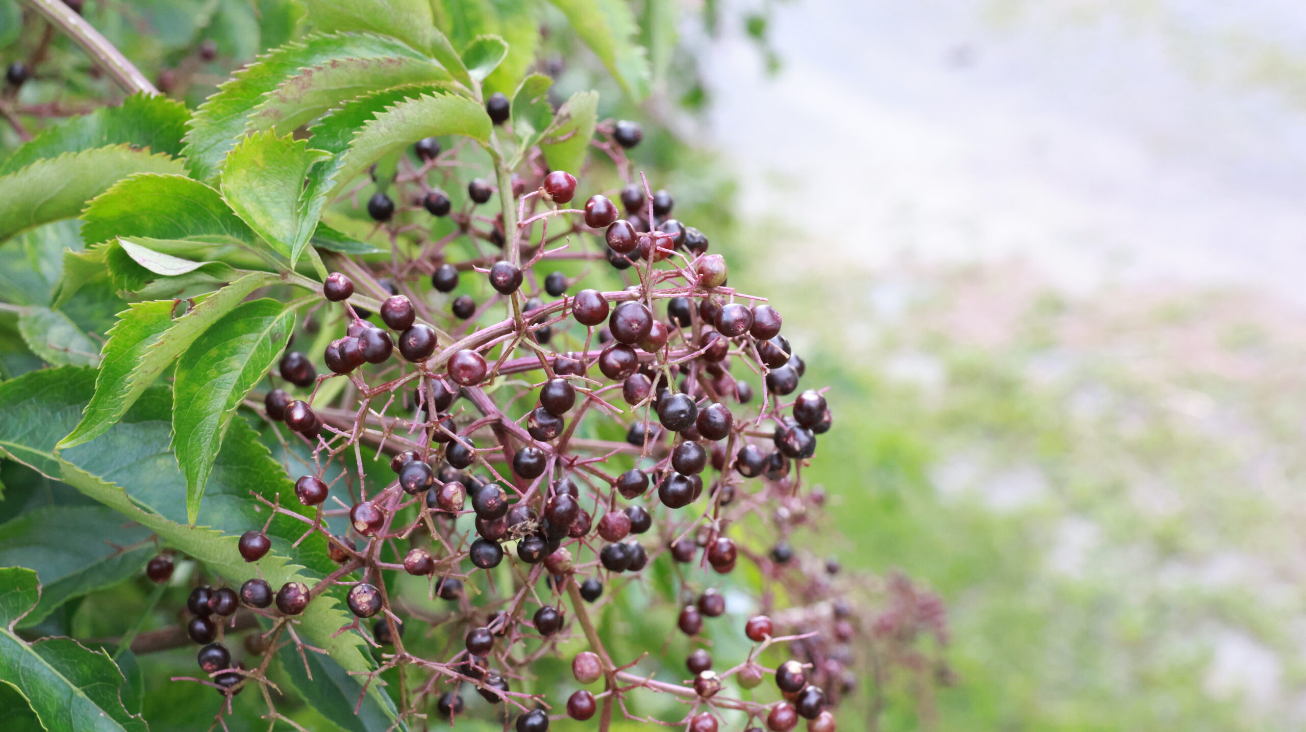 20240808-175136-Unknown-2024