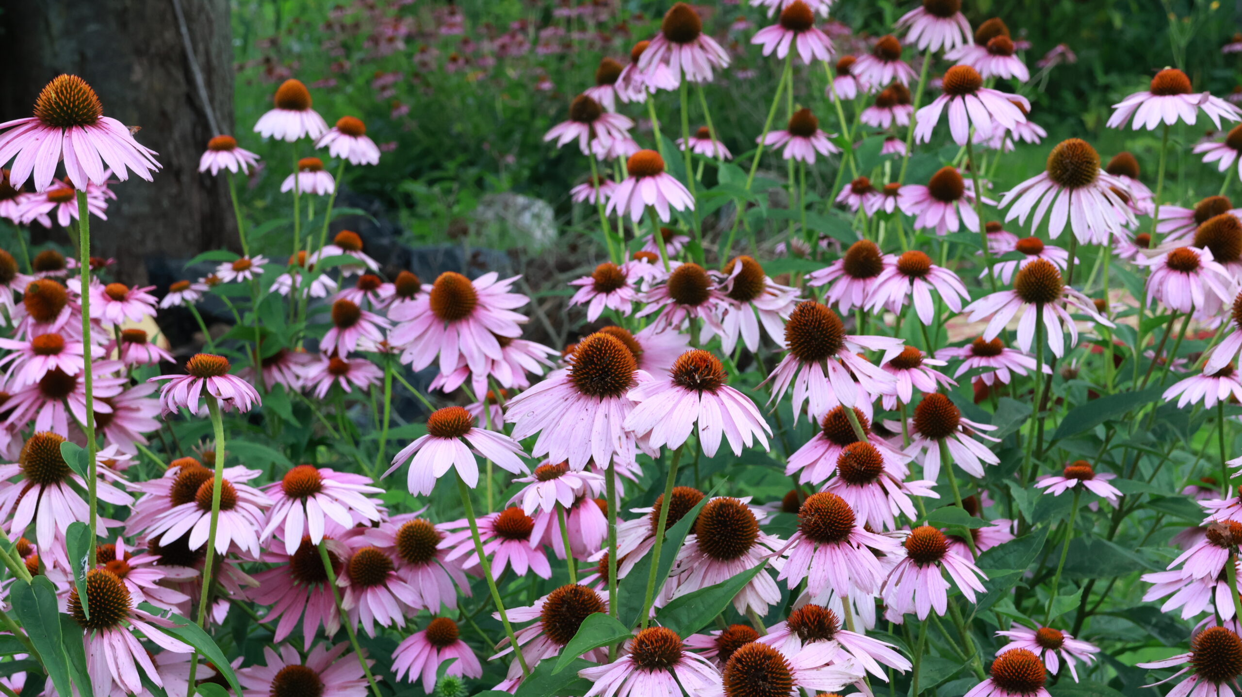 20240808-175339-Flower-2024