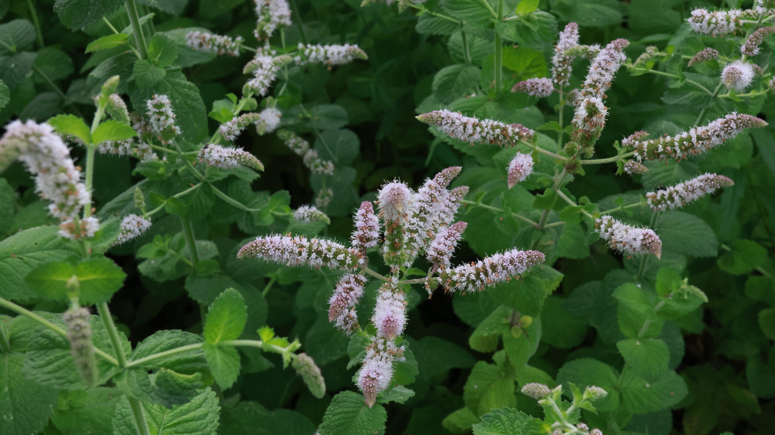 20240808-175425-Unknown-2024