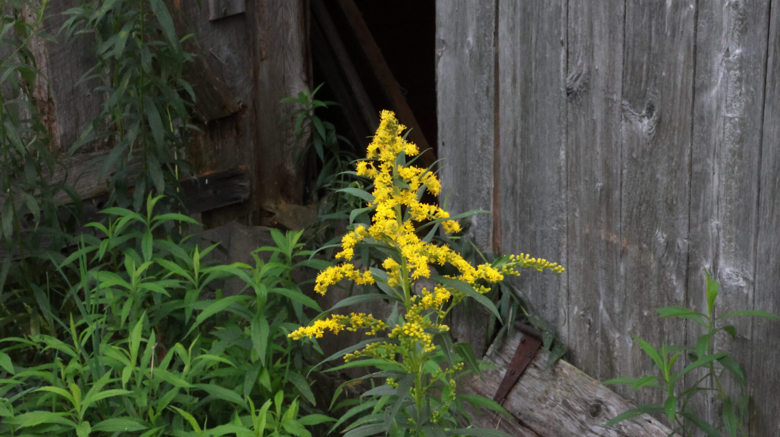 20240808-175800-Unknown-2024