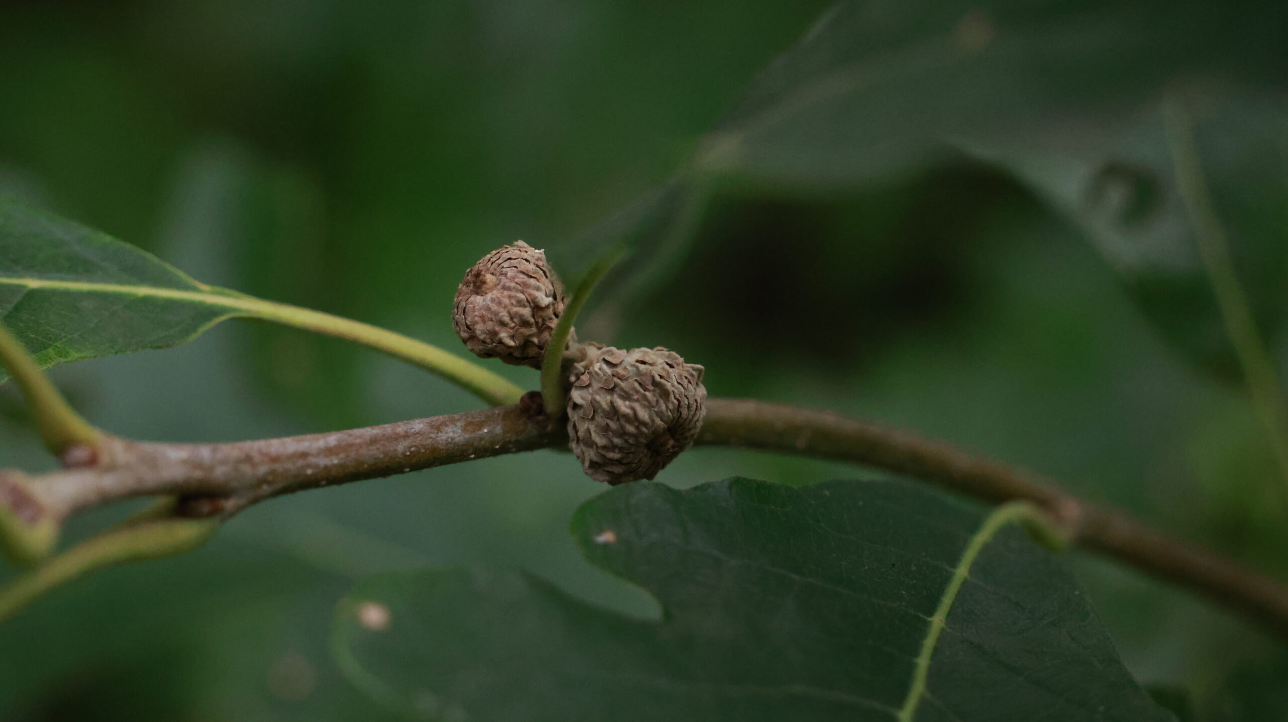 20240808-175903-Unknown-2024