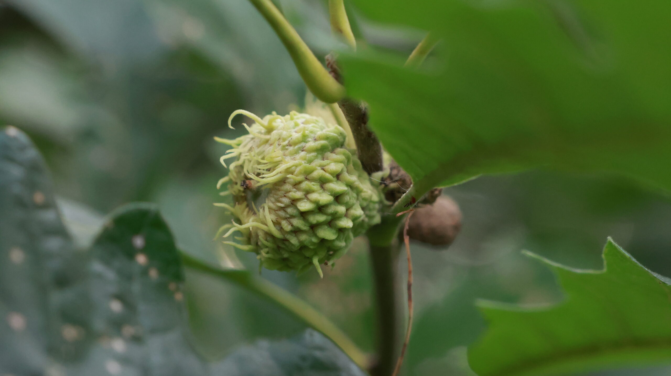 20240808-175930-Unknown-2024