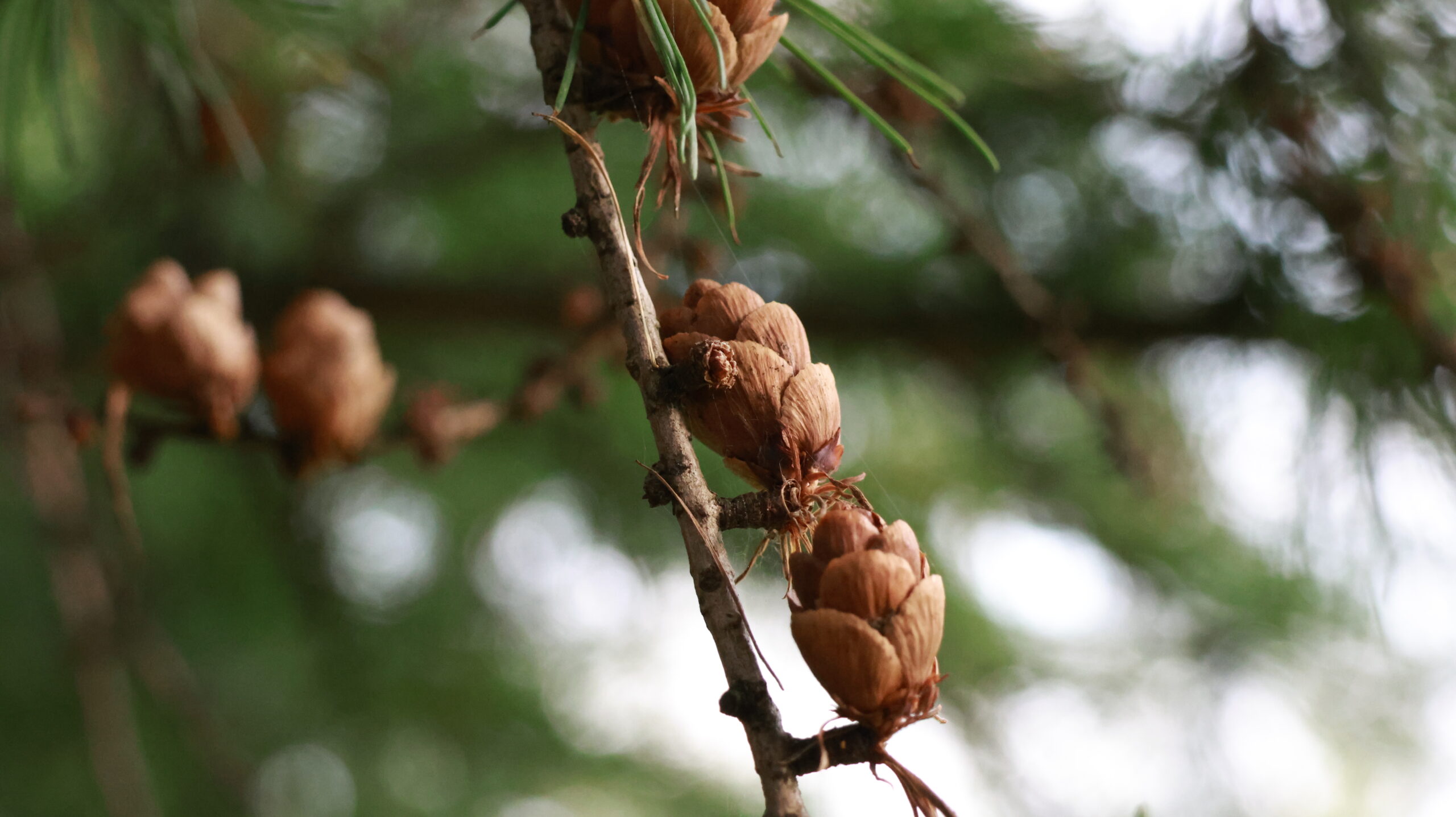 20240808-180308-Unknown-2024