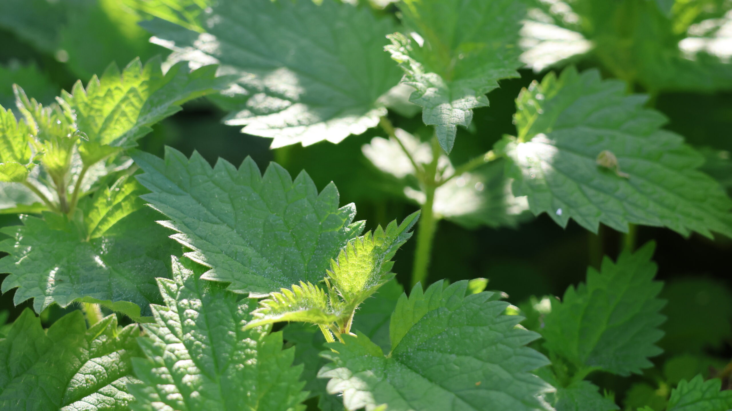 20240930-104308-Unknown-2024