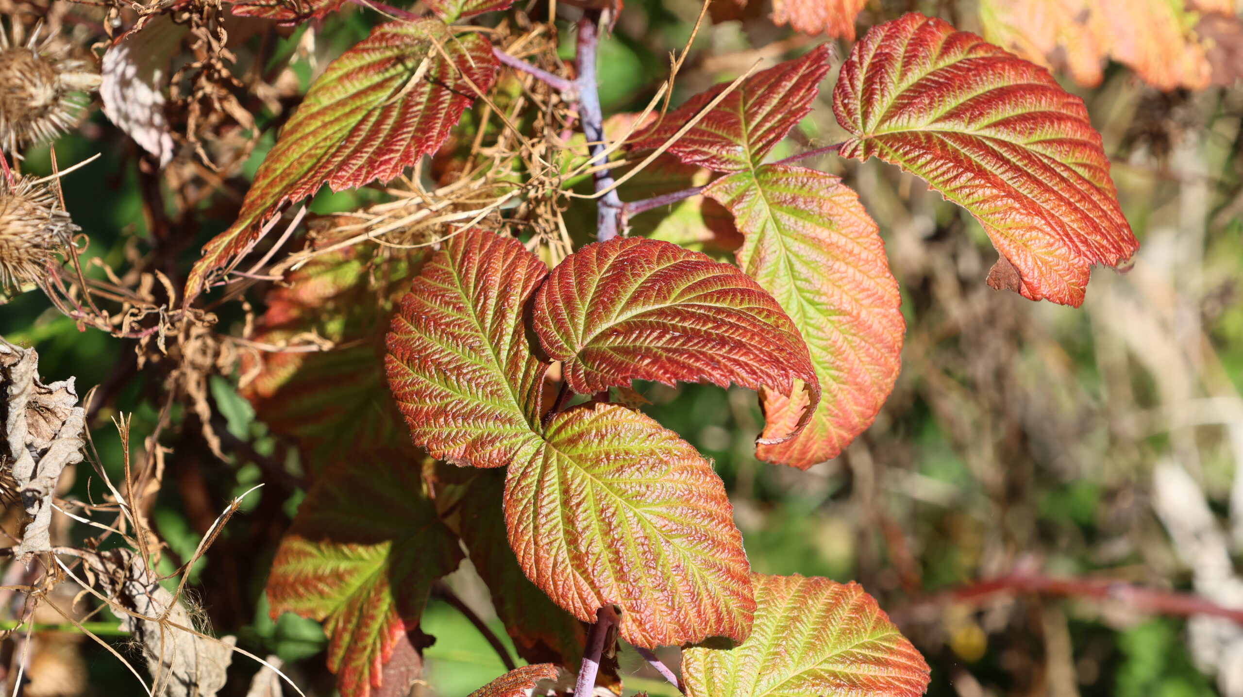 20240930-110106-Plant-2024