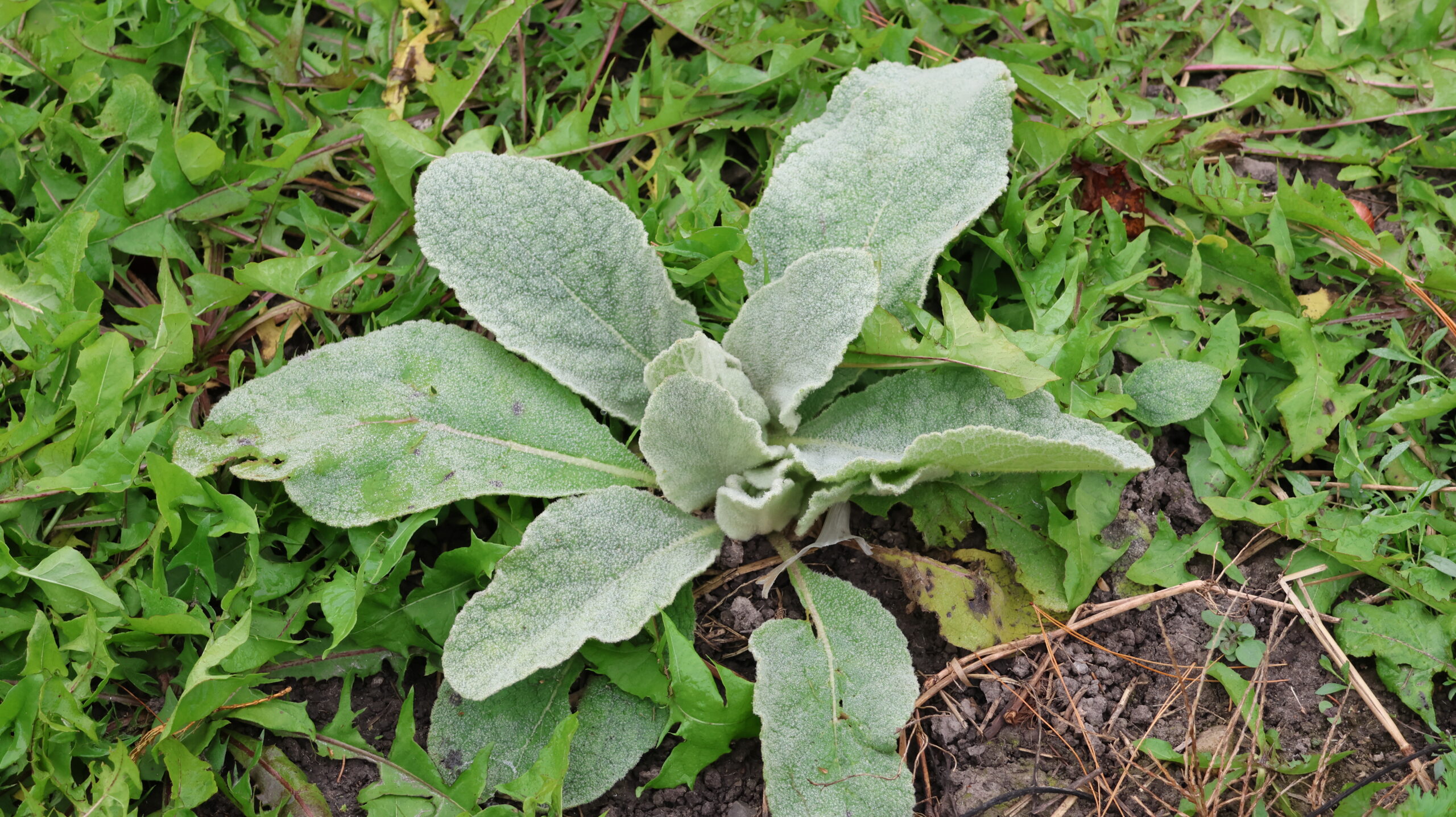 20241020-093604-Unknown-2024