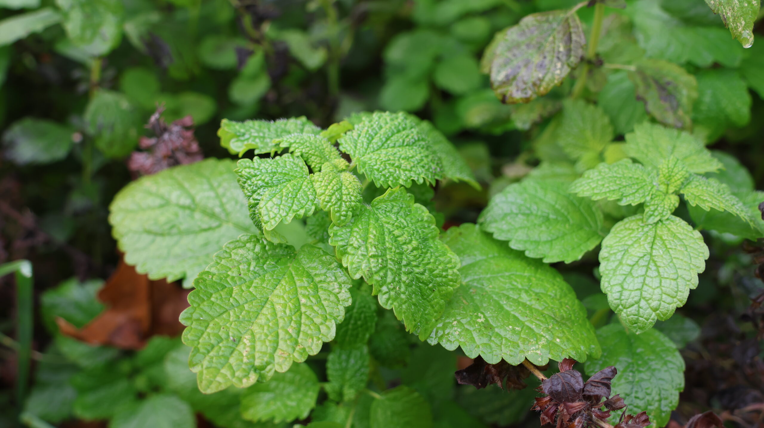 20241020-093635-Plant-2024