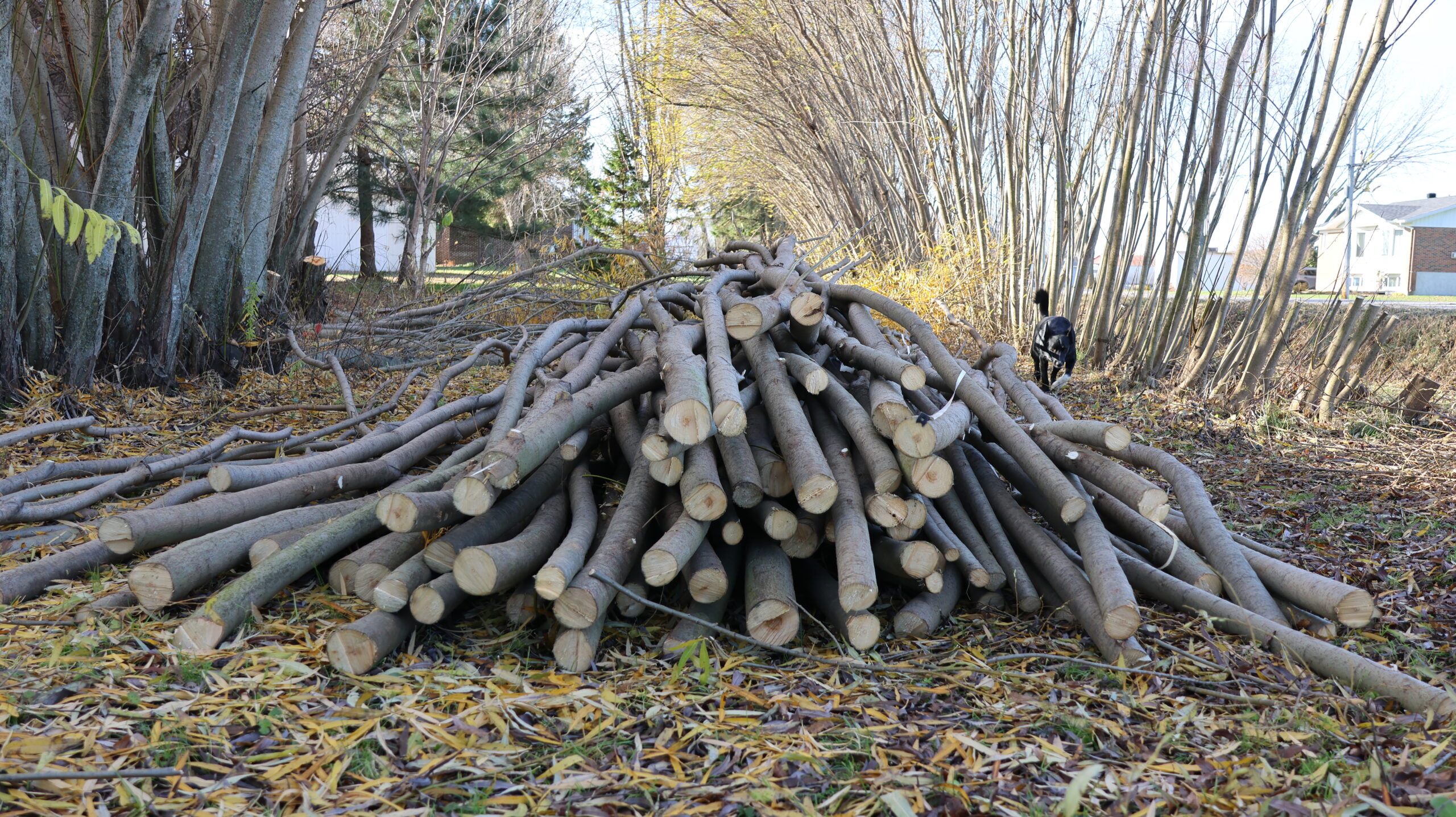 20241107-103318-Unknown-2024